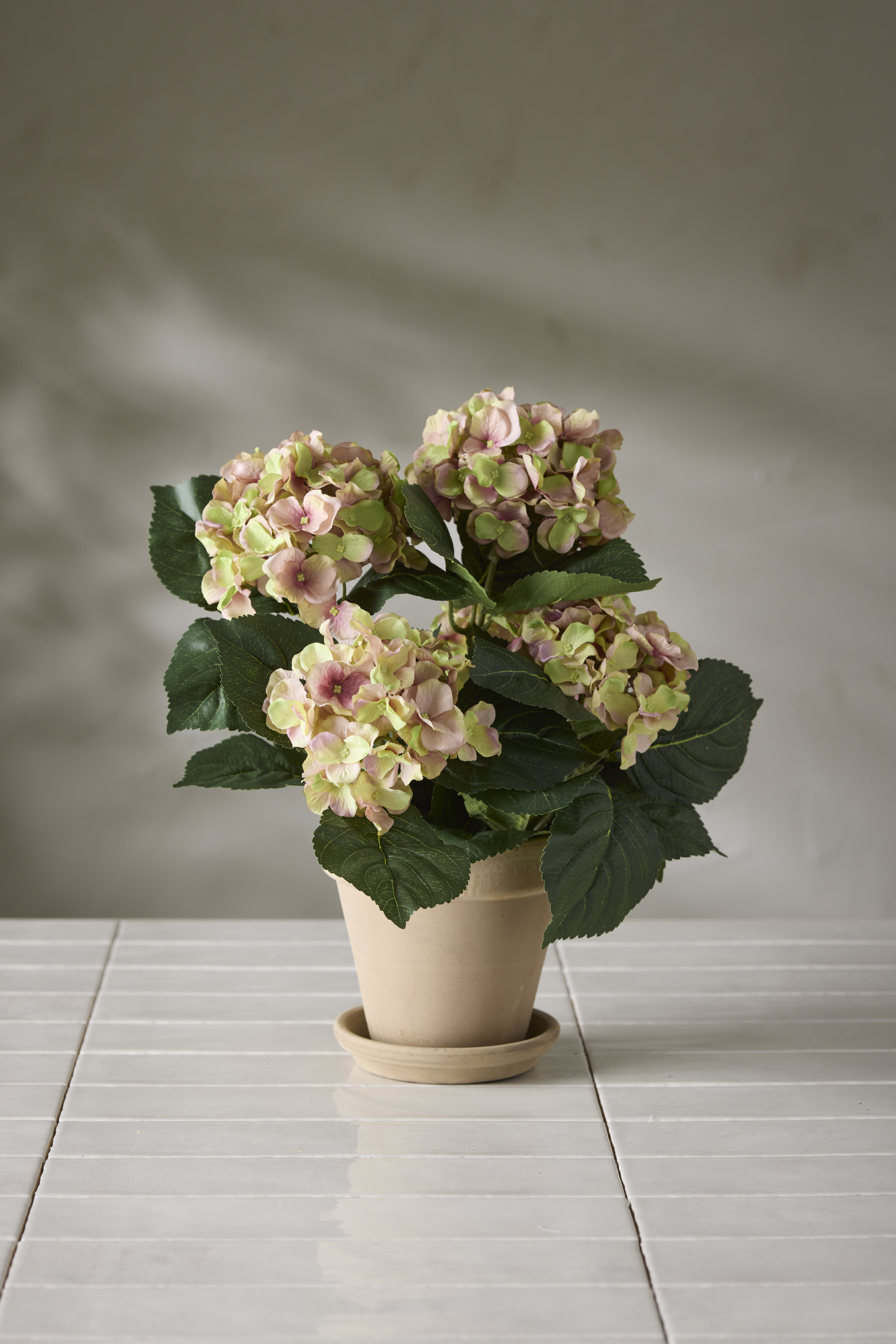 https://www.mrplantshop.se/pub_docs/files/kruk-6871-21-1.jpg