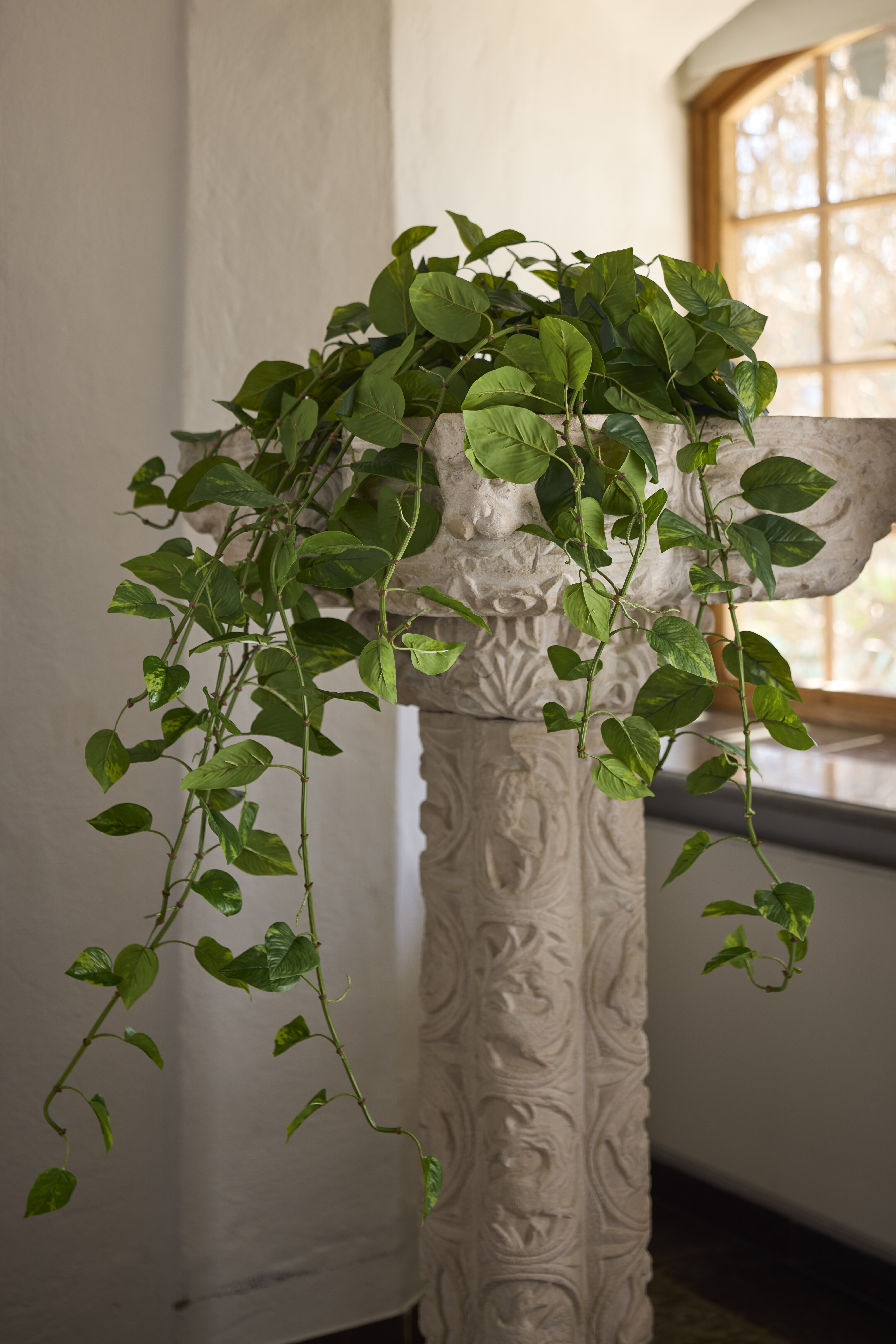https://www.mrplantshop.se/pub_docs/files/mfr_240416_5247.jpg