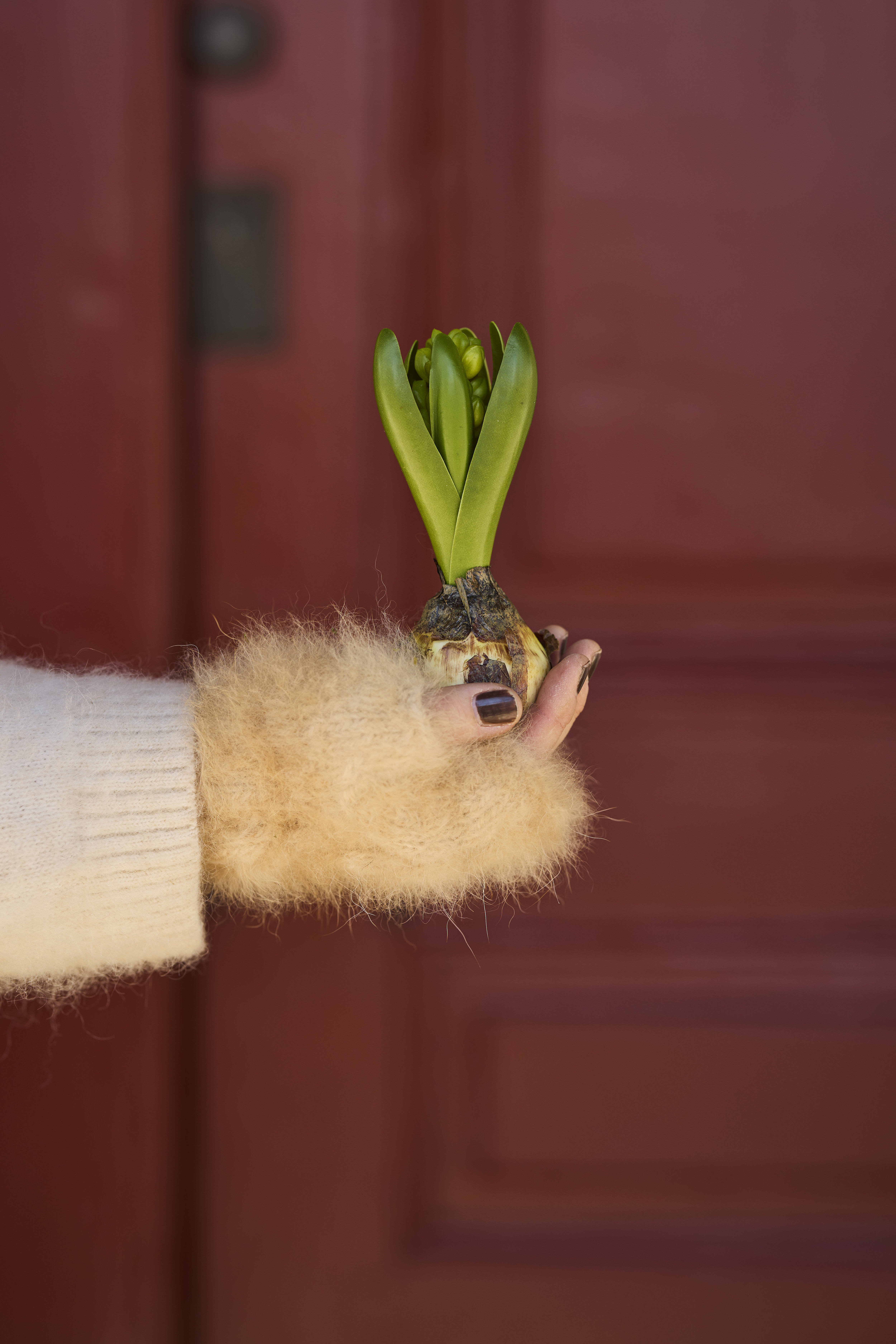 https://www.mrplantshop.se/pub_docs/files/mfr_240418_6963.jpg