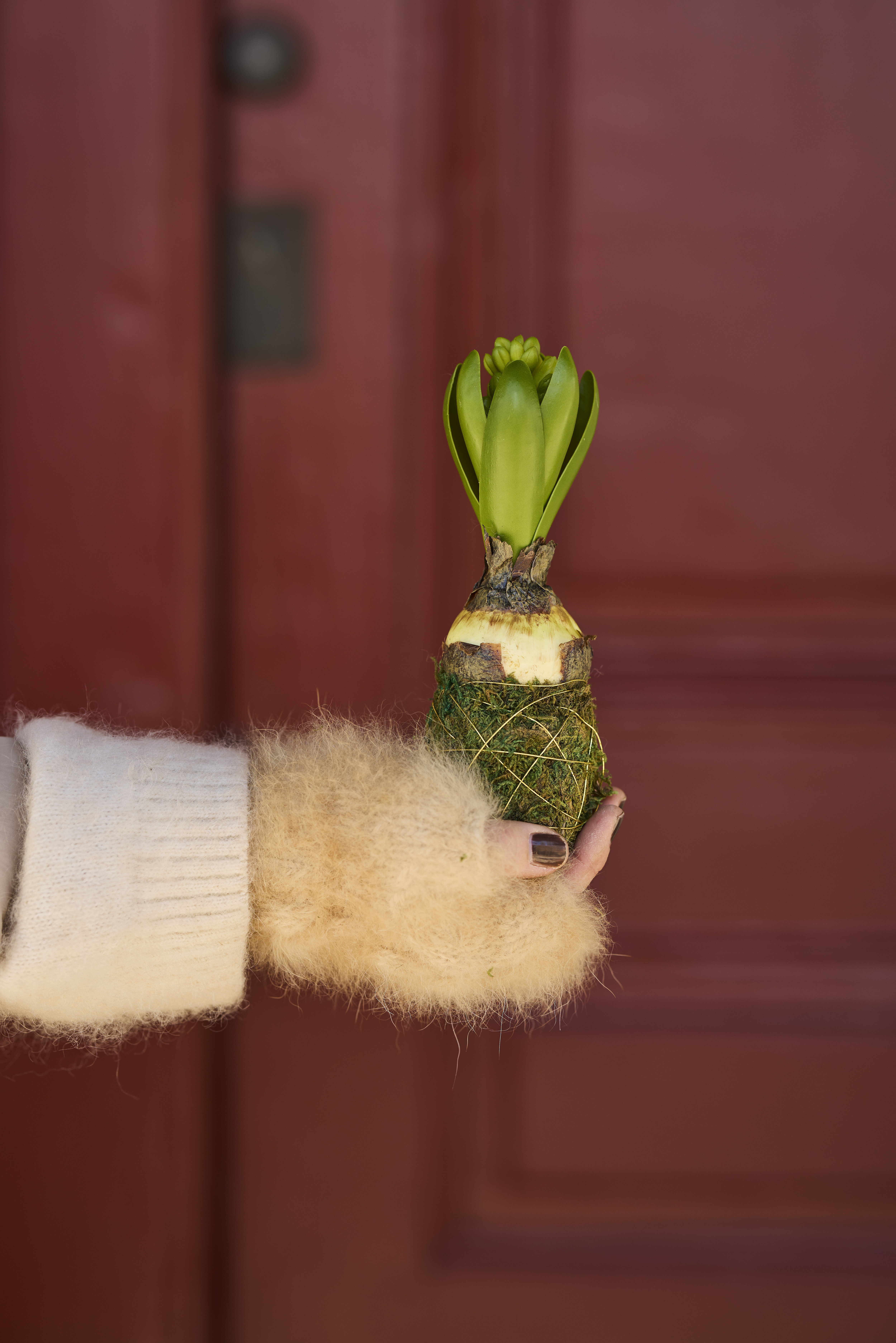 https://www.mrplantshop.se/pub_docs/files/mfr_240418_6968.jpg