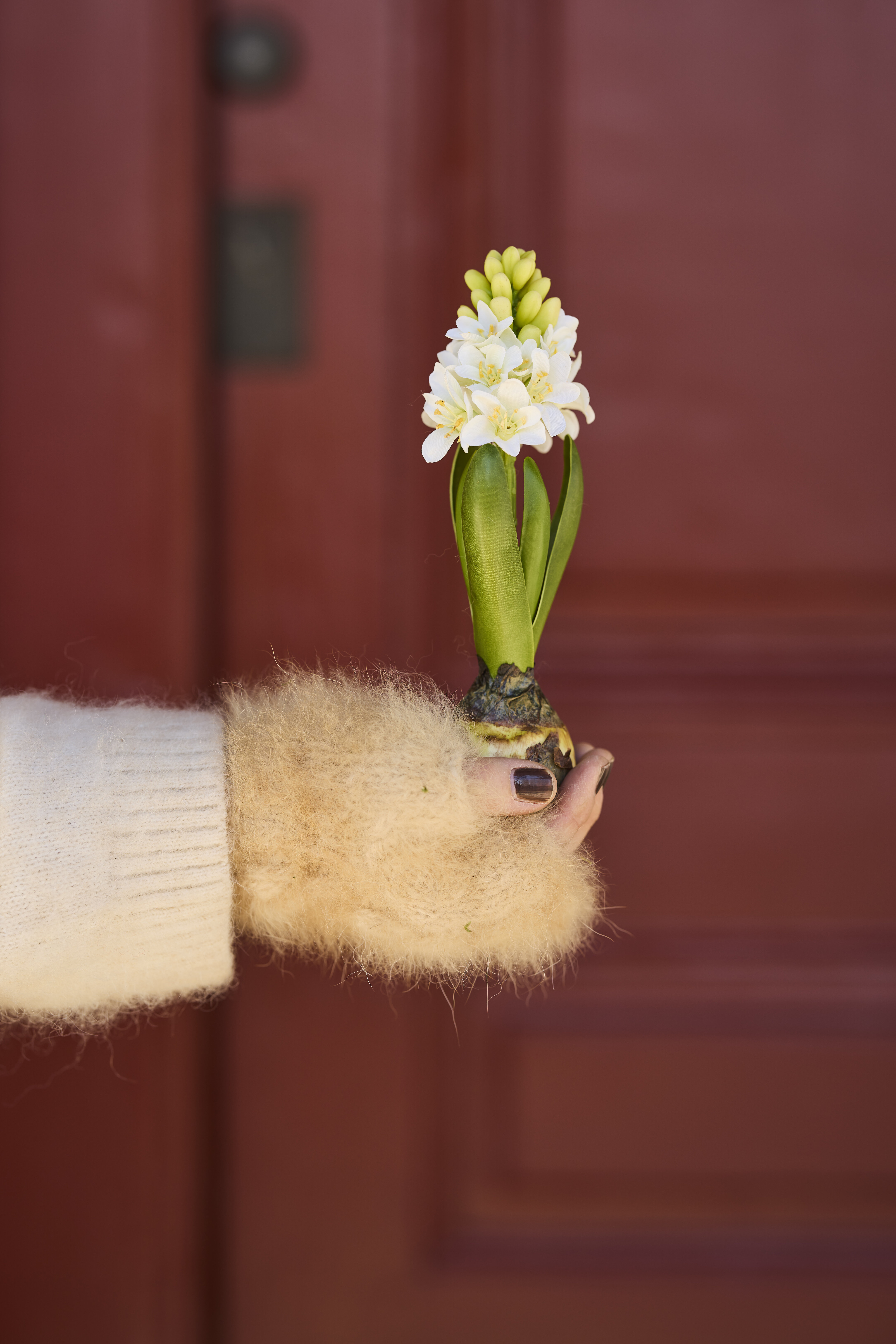 https://www.mrplantshop.se/pub_docs/files/mfr_240418_6976.jpg