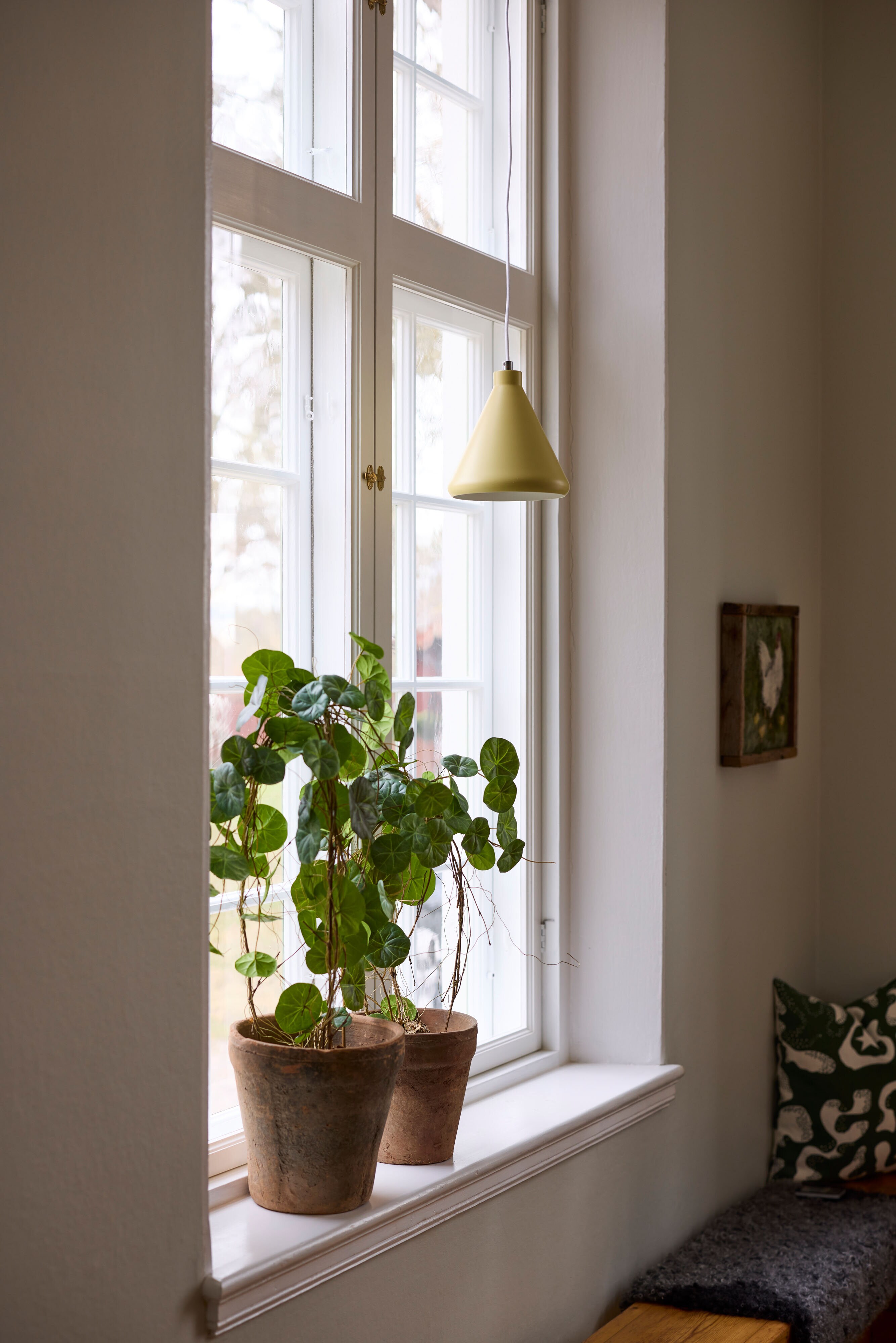 https://www.mrplantshop.se/pub_docs/files/mfr_250408-0515.jpg