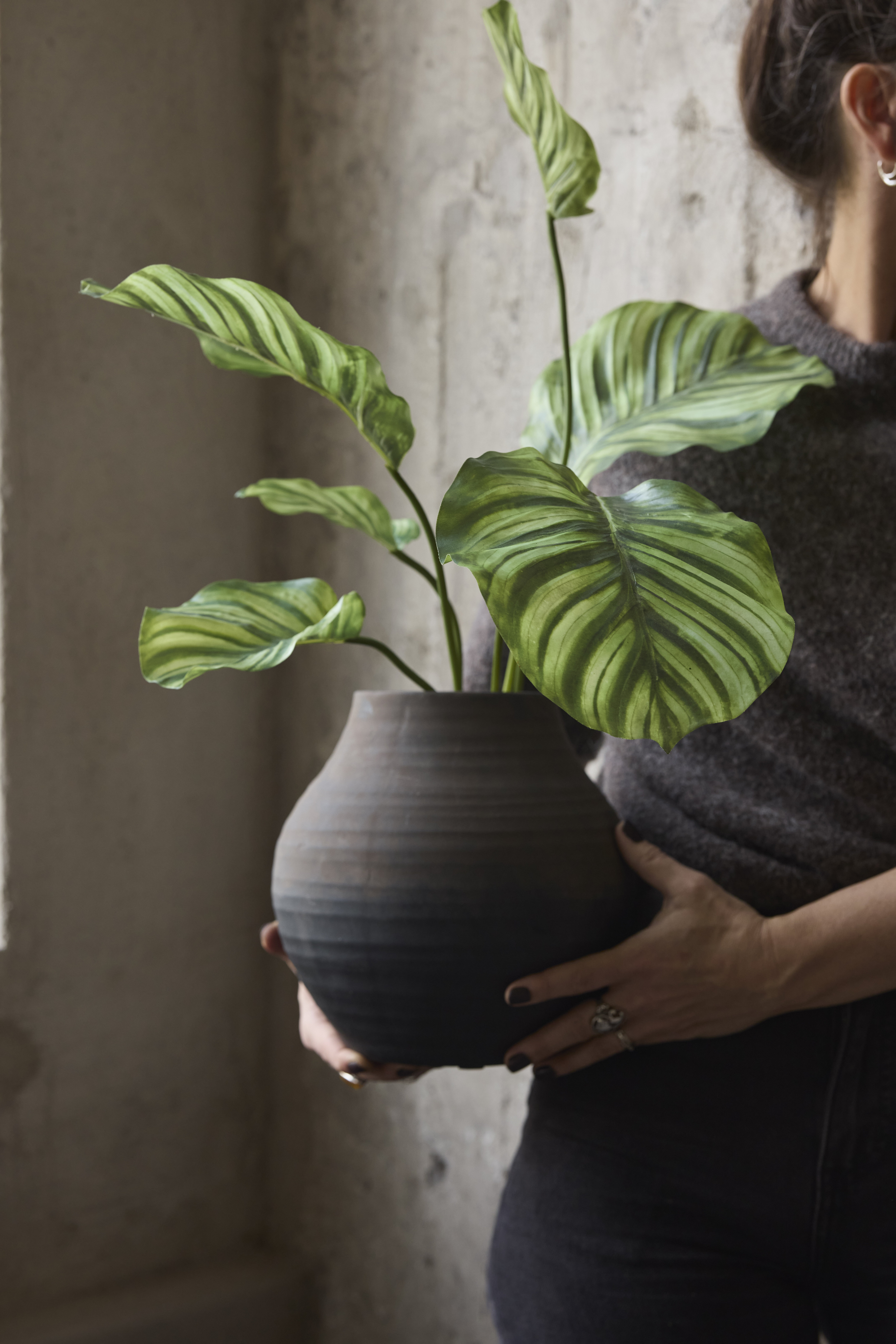 https://www.mrplantshop.se/pub_docs/files/mfr_250409-0575.jpg