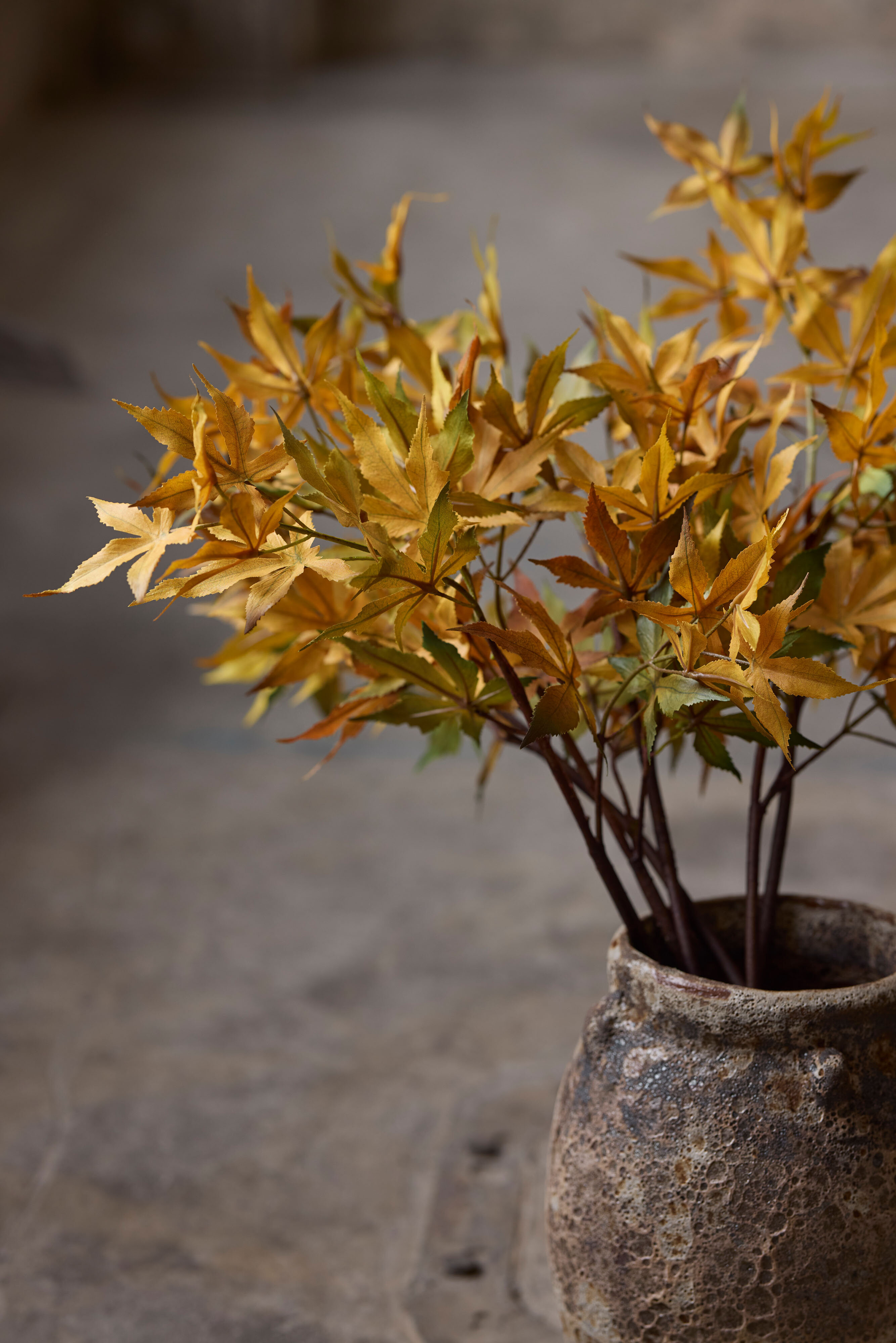 https://www.mrplantshop.se/pub_docs/files/mfr_250409-0837.jpg