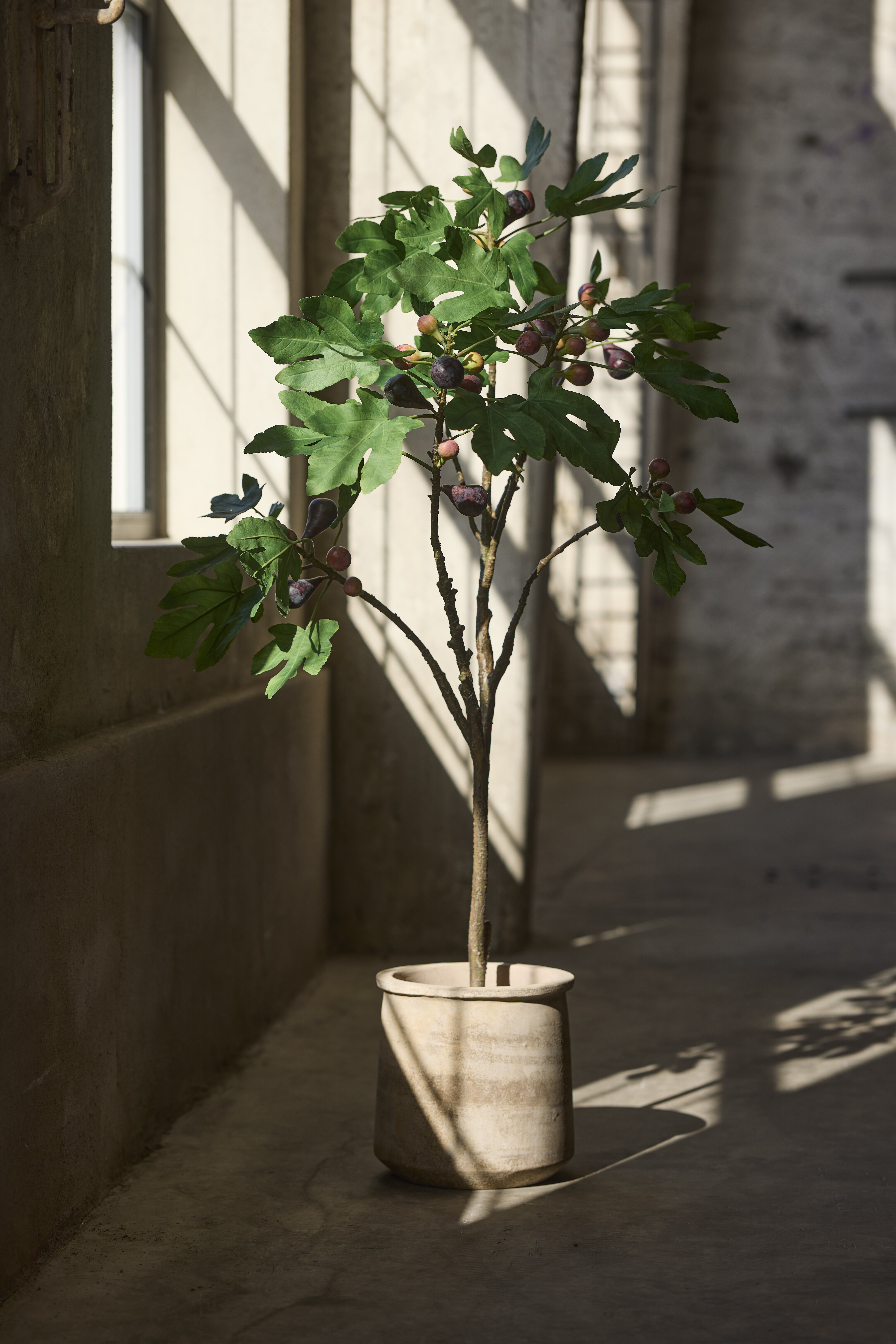 https://www.mrplantshop.se/pub_docs/files/mfr_250409-1124.jpg