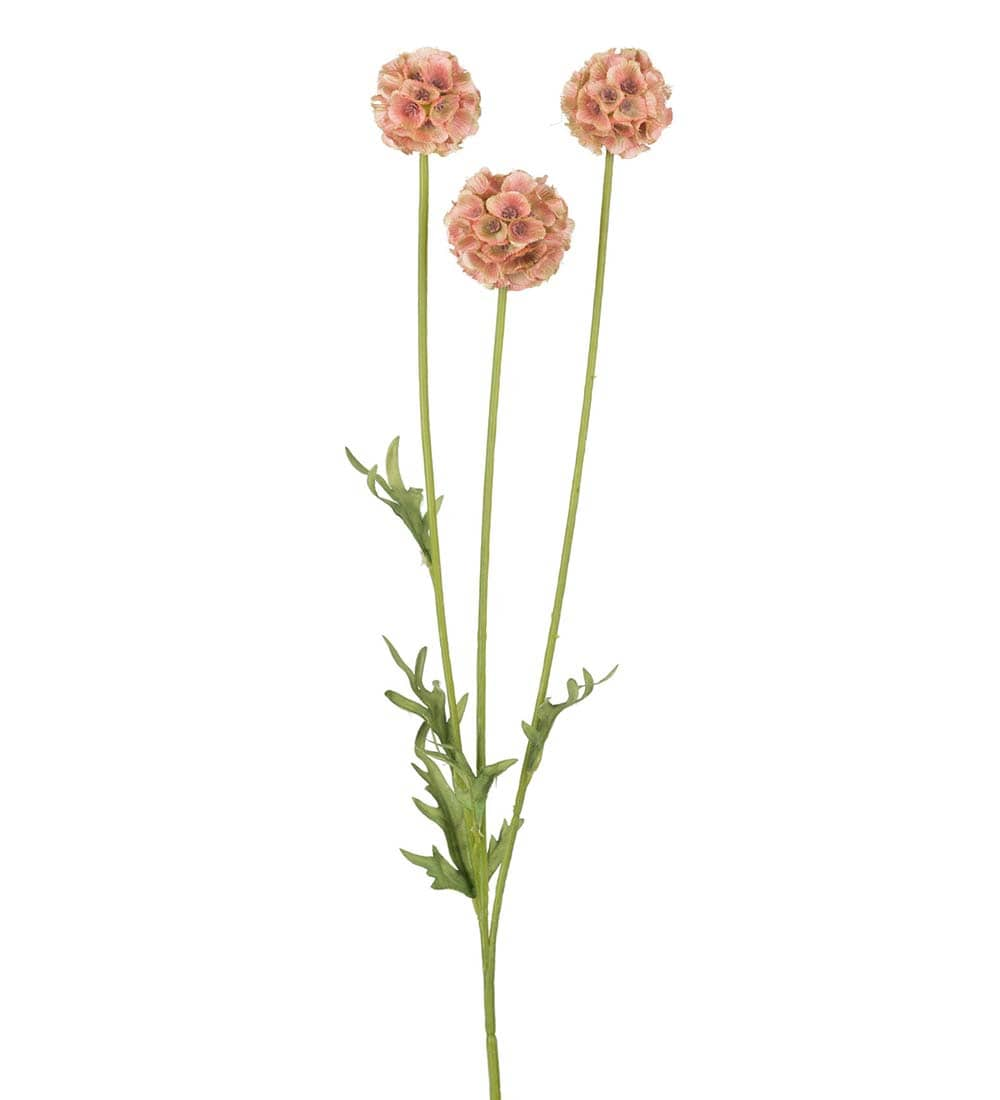 Scabiosa