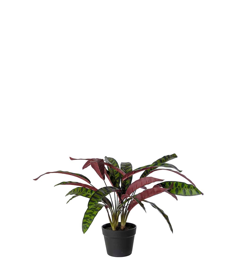 Calathea