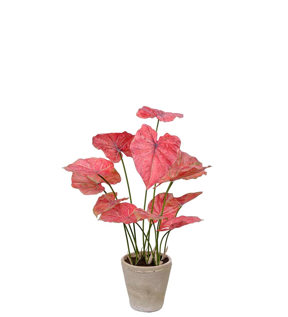 Caladium