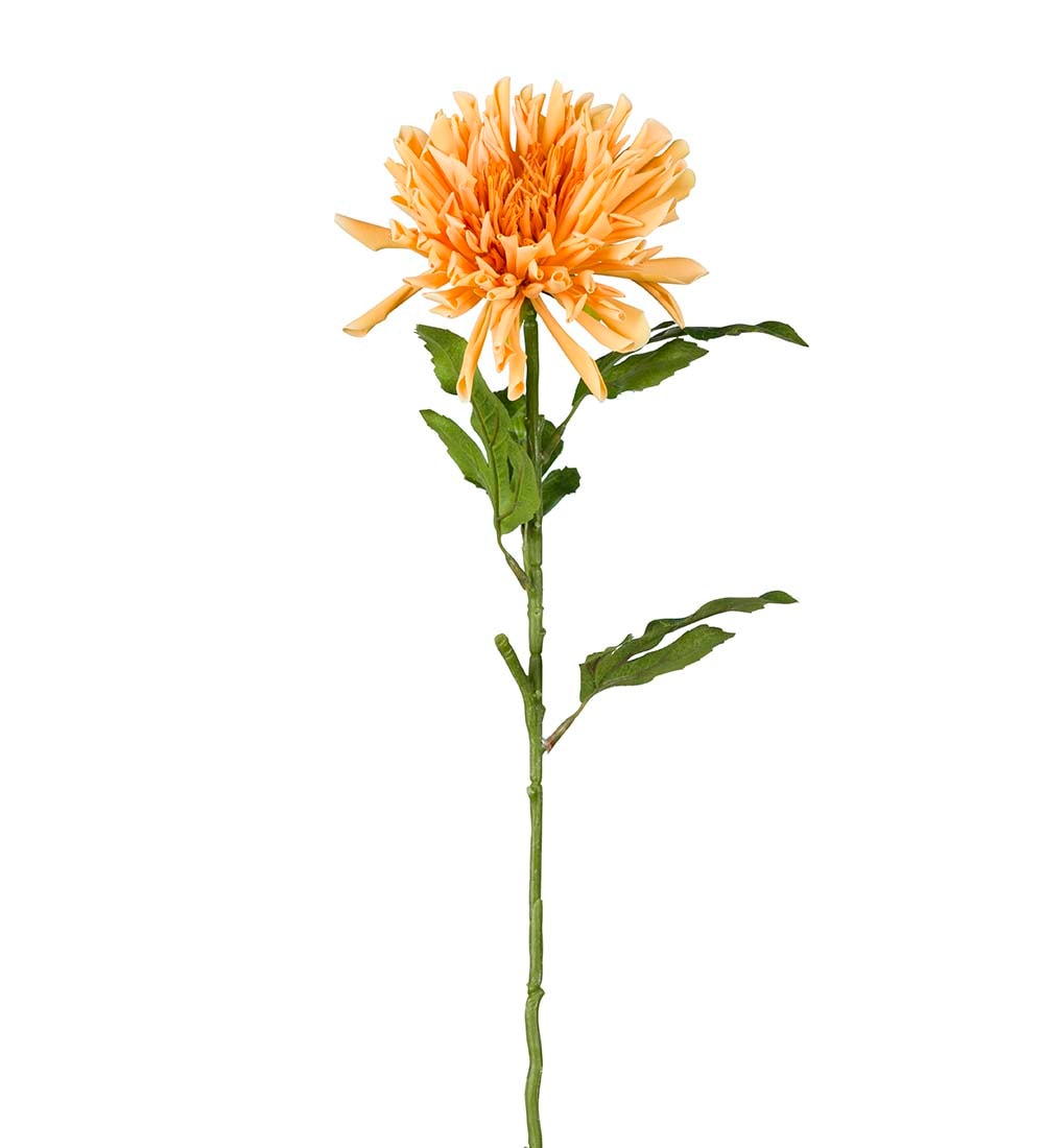 Chrysanthemum