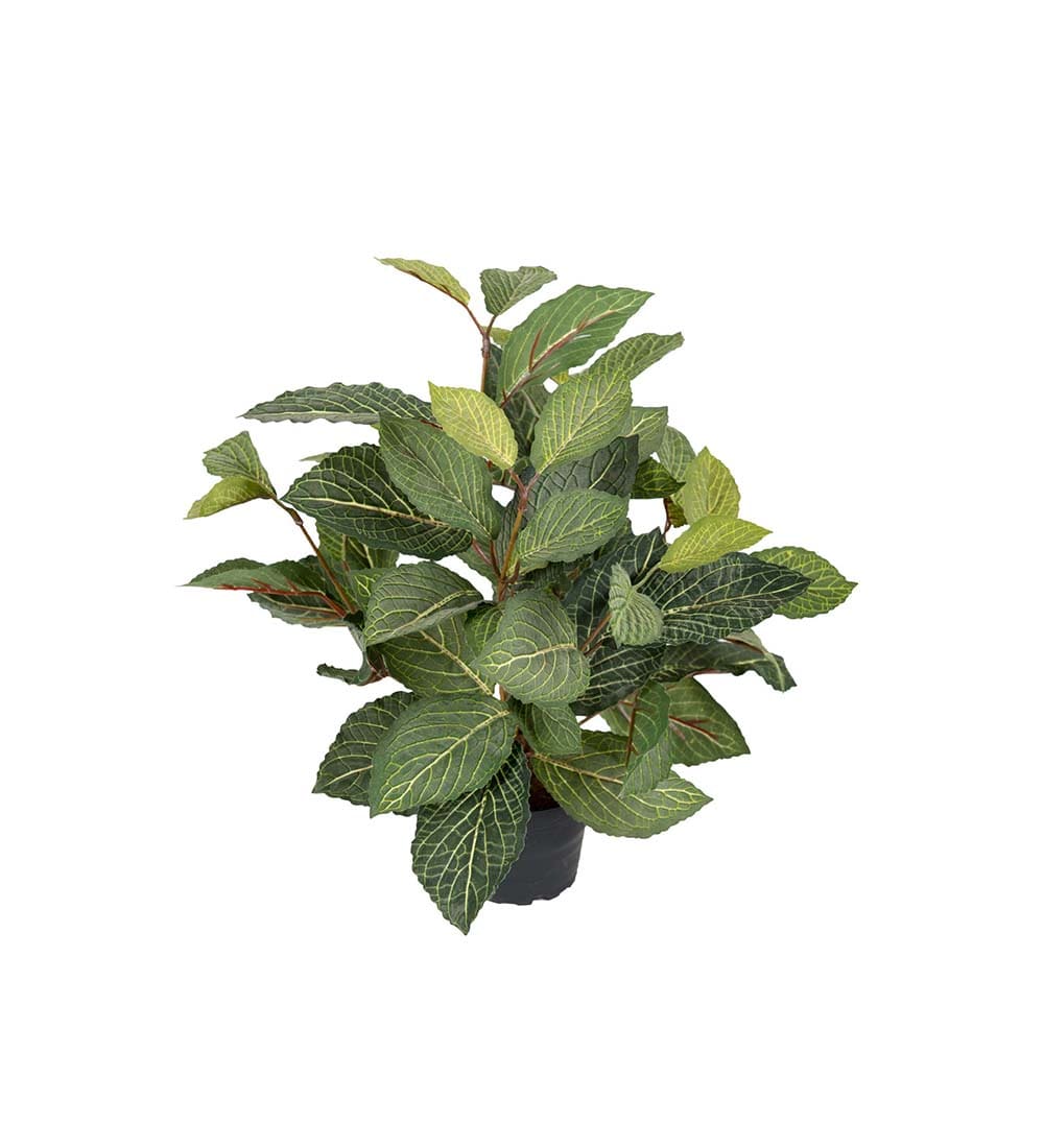 Fittonia