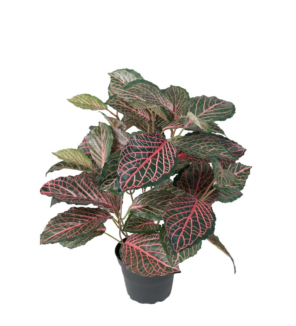 Fittonia