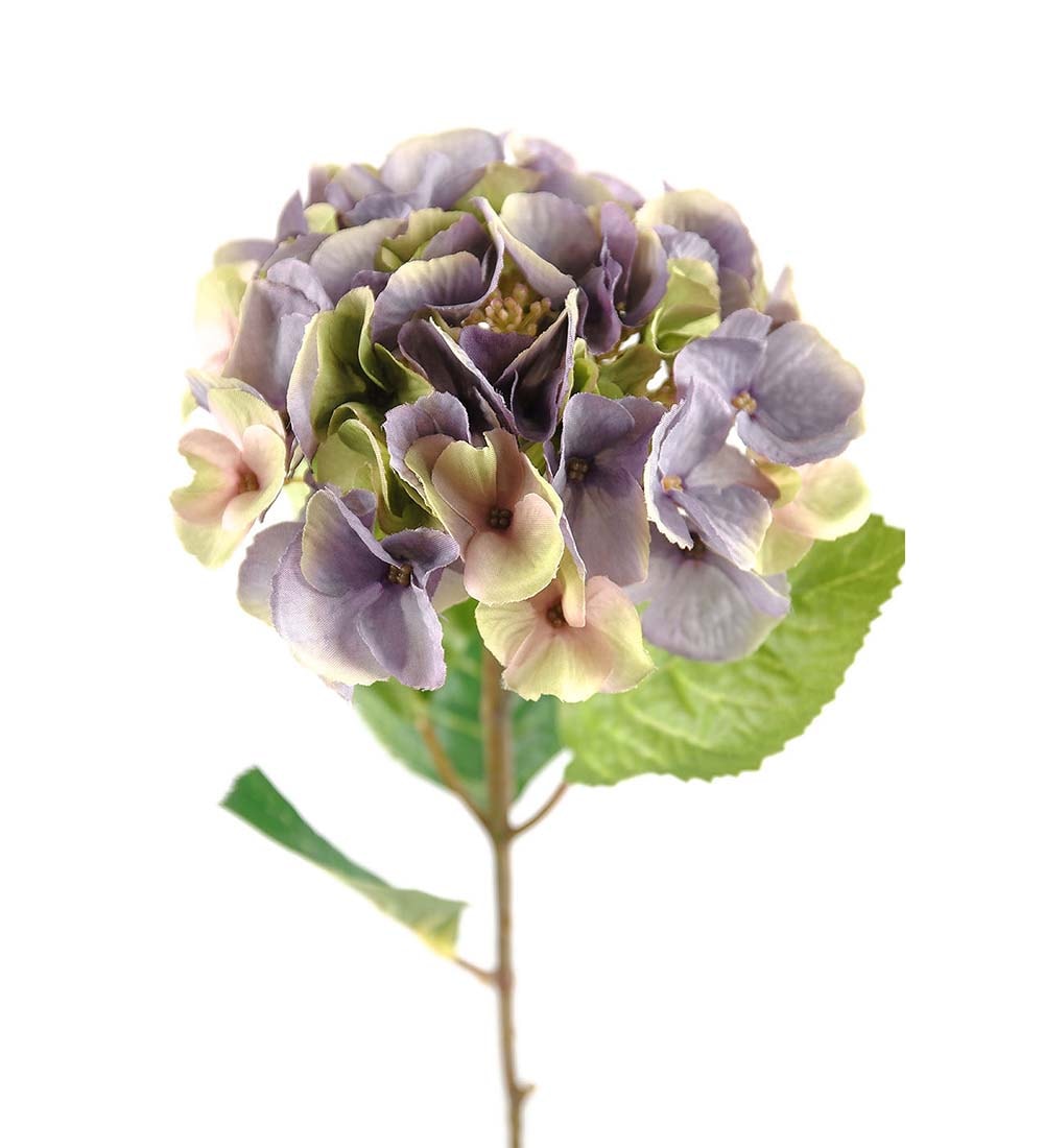 Hortensia