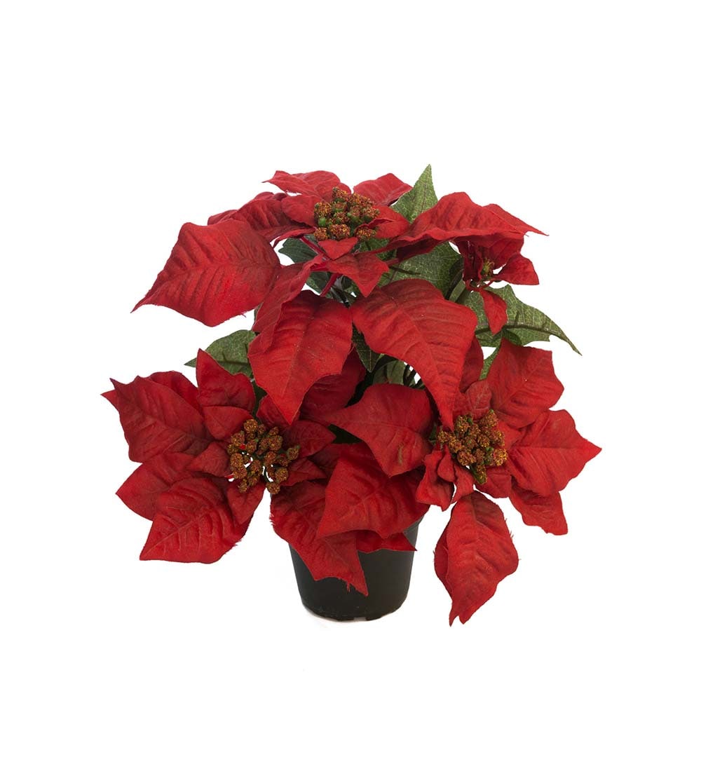 Julstjärna