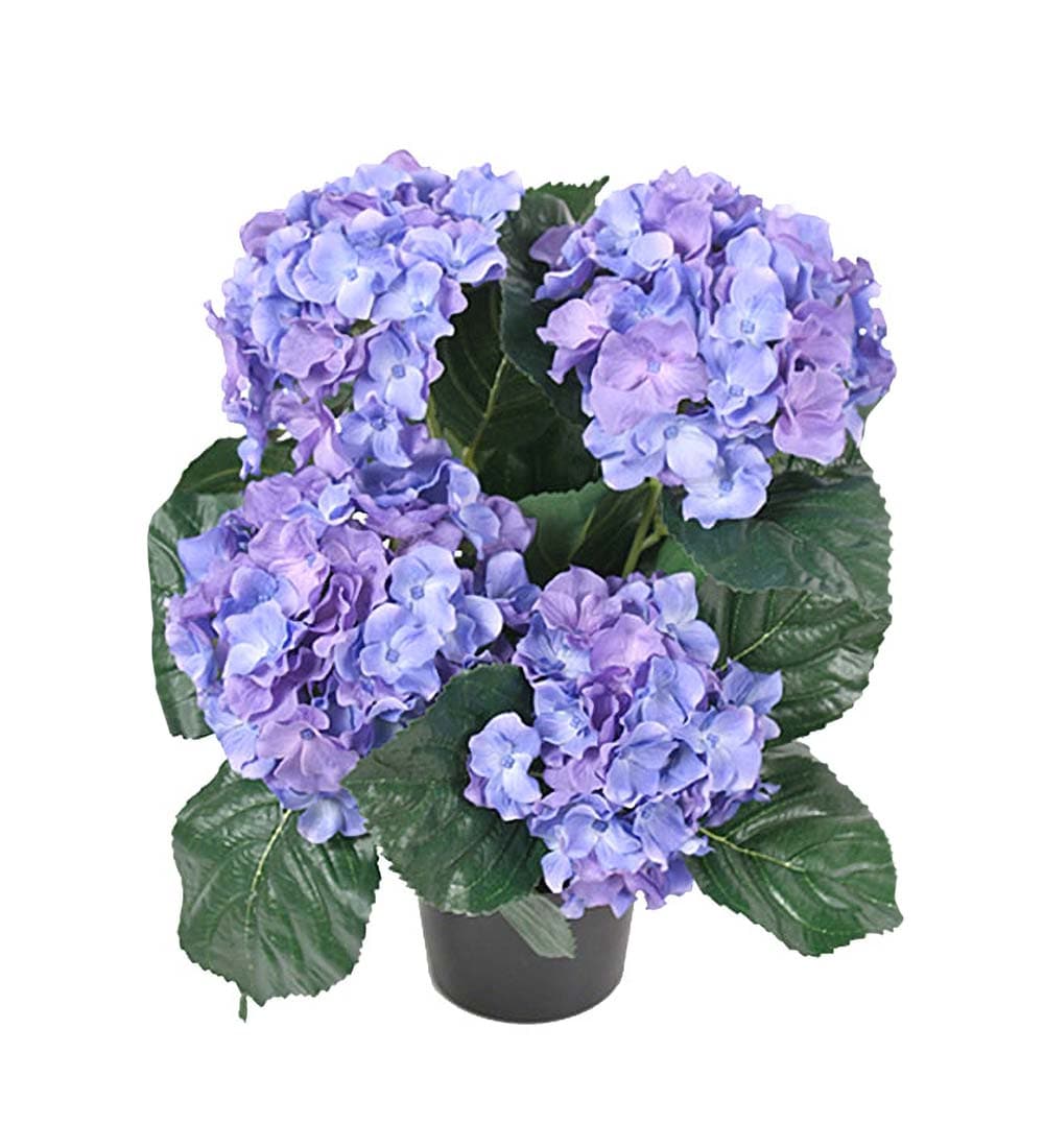 Hortensia