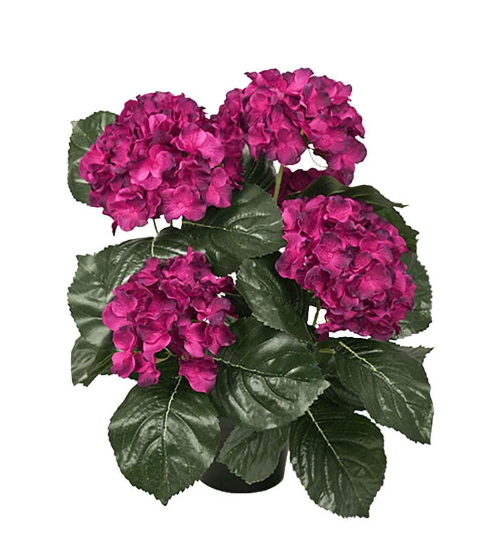 Hortensia