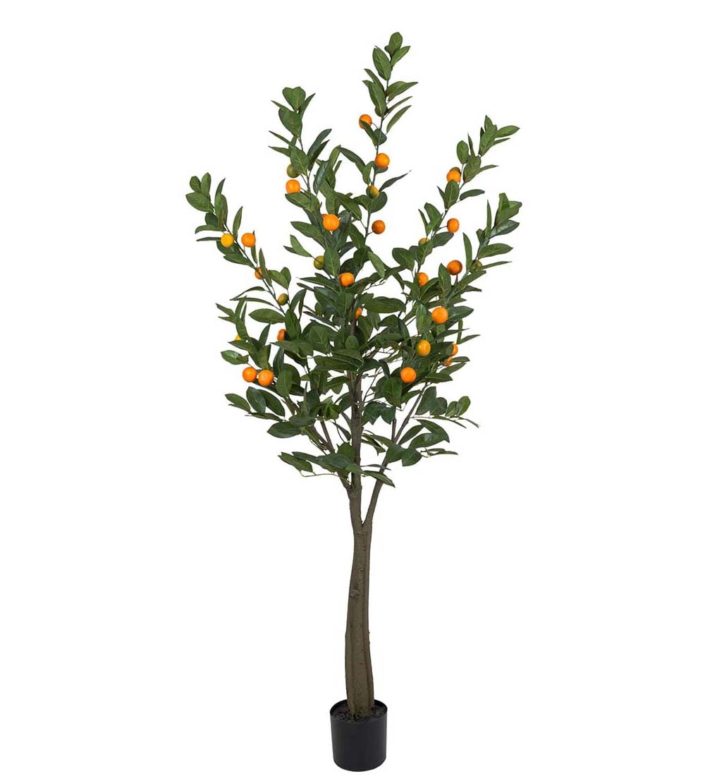 Citrus