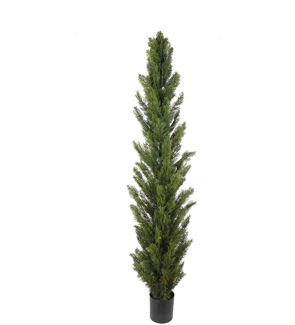 Cypress