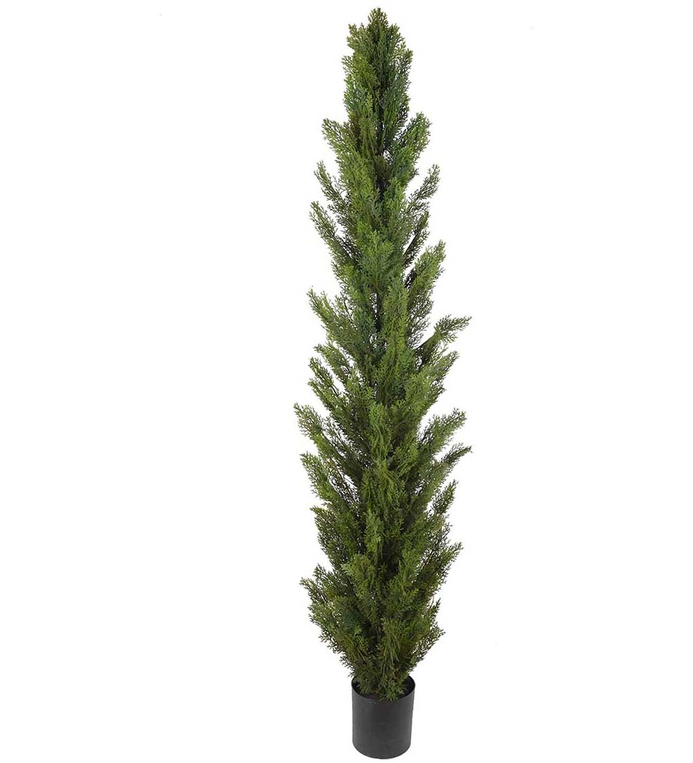 Cypress