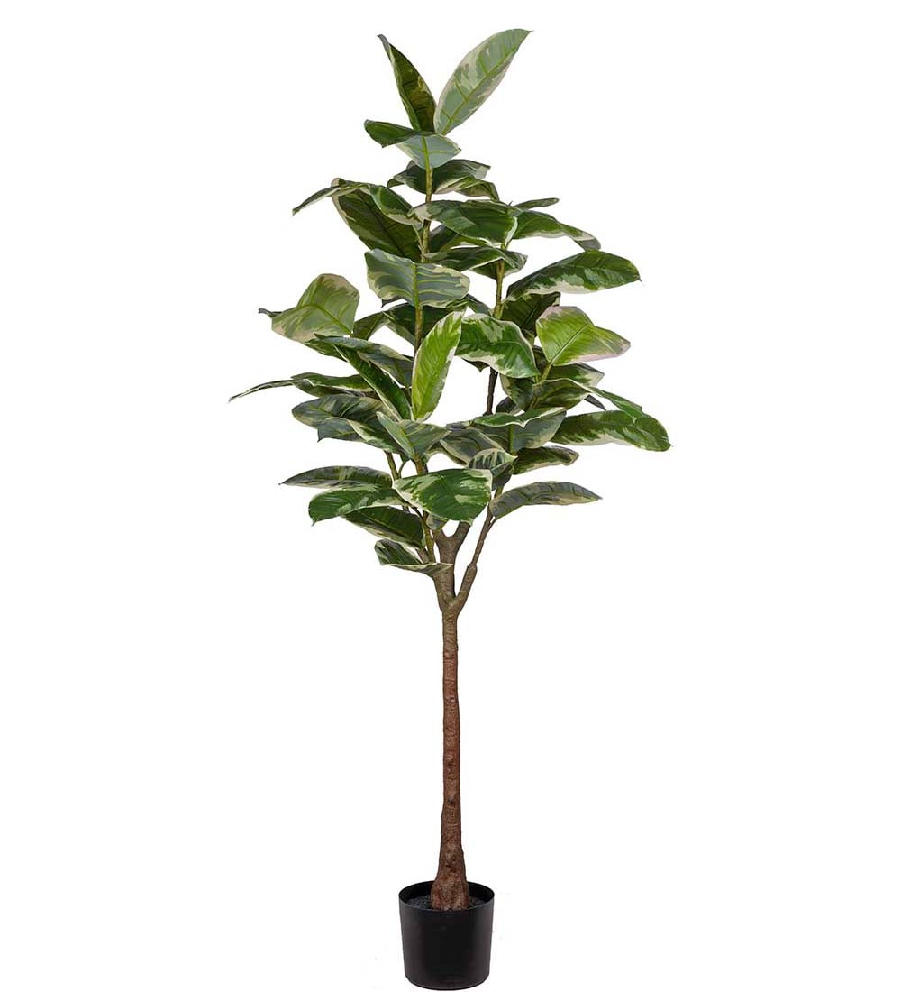 Fikus Elastica