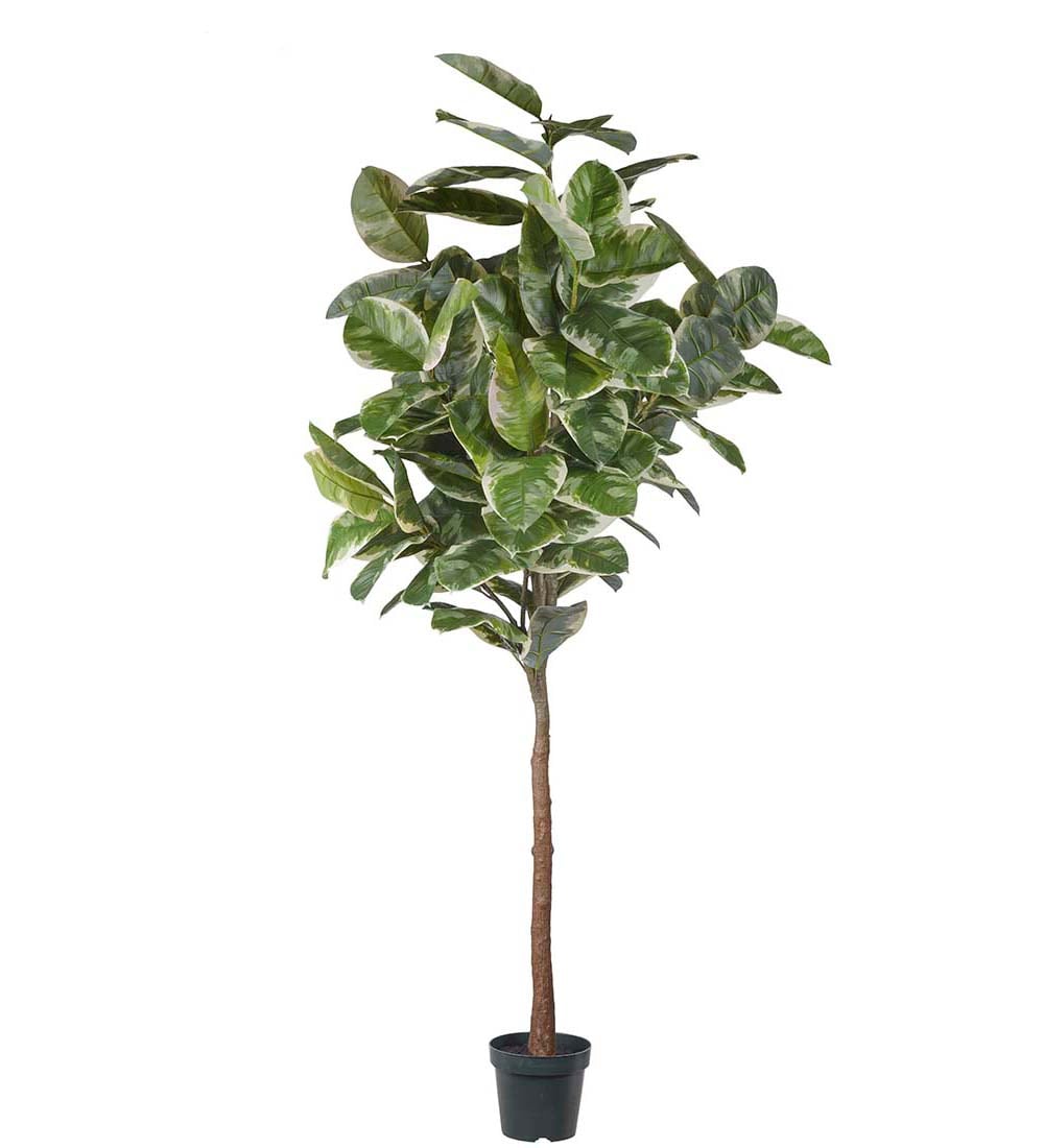 Fikus Elastica