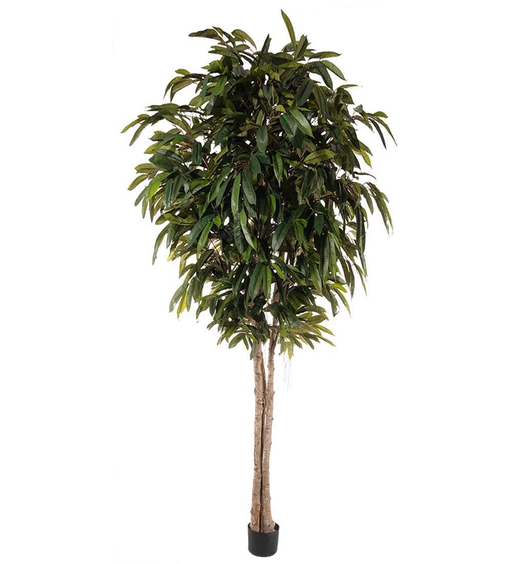 Longifolia