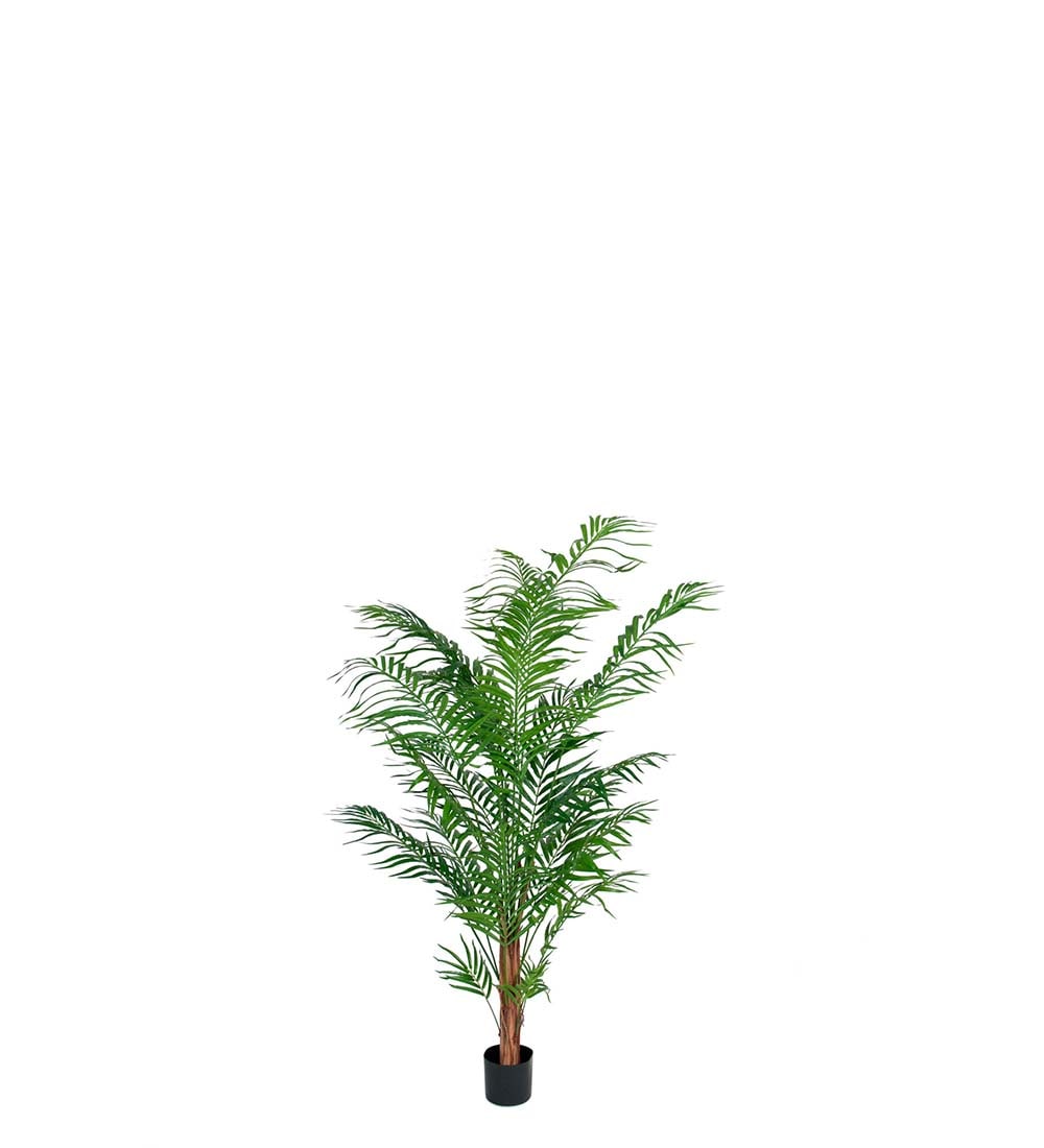 Areca Palm