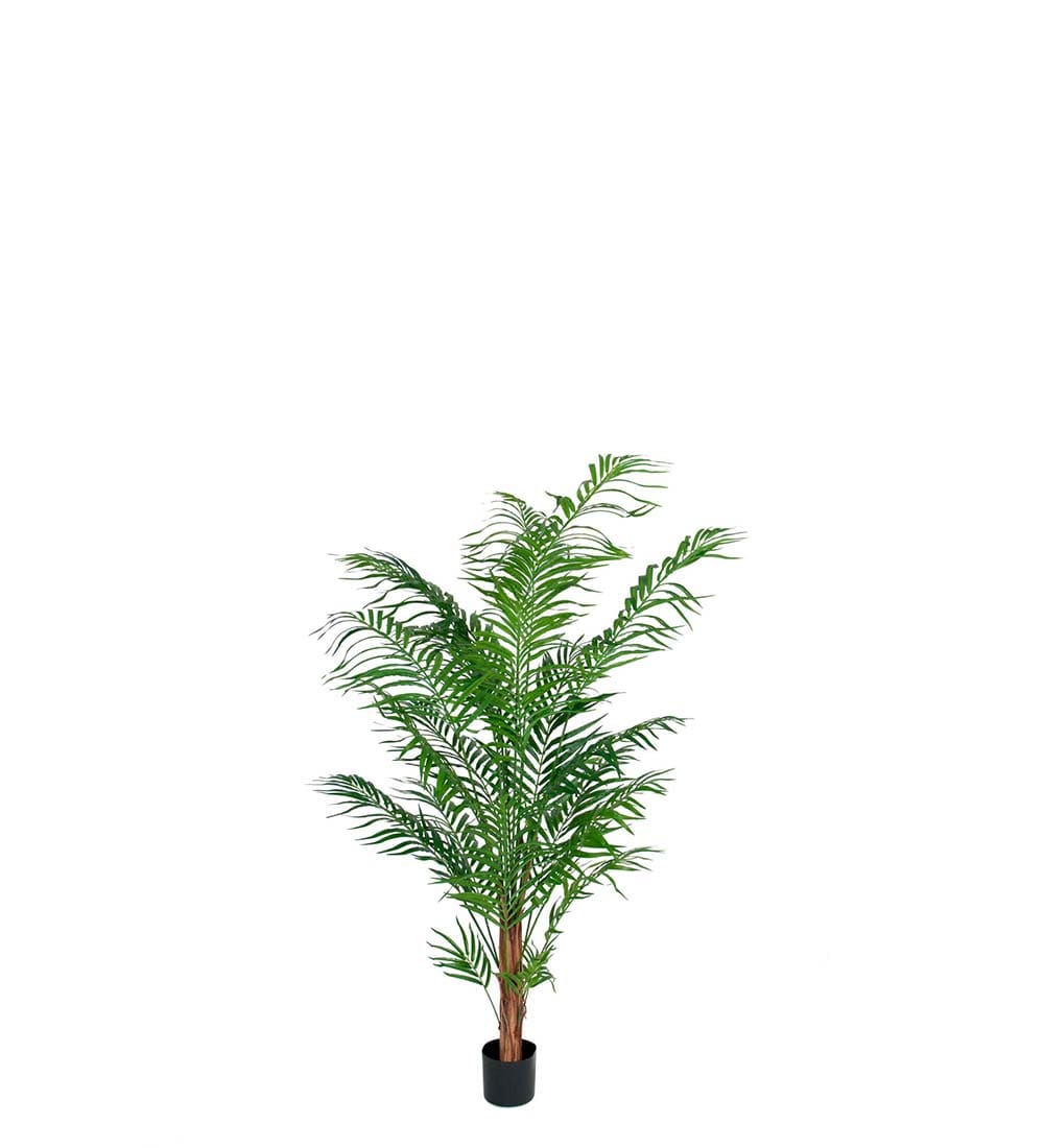 Areca Palm