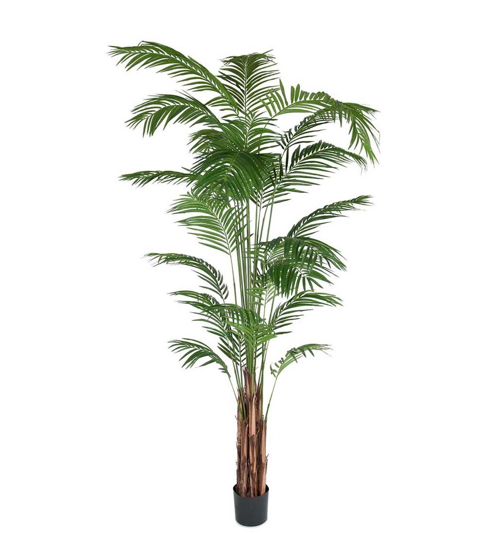 Areca Palm