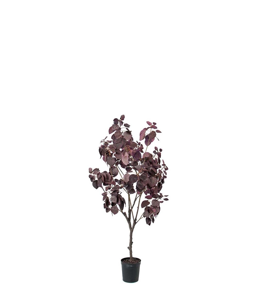 Cotinus