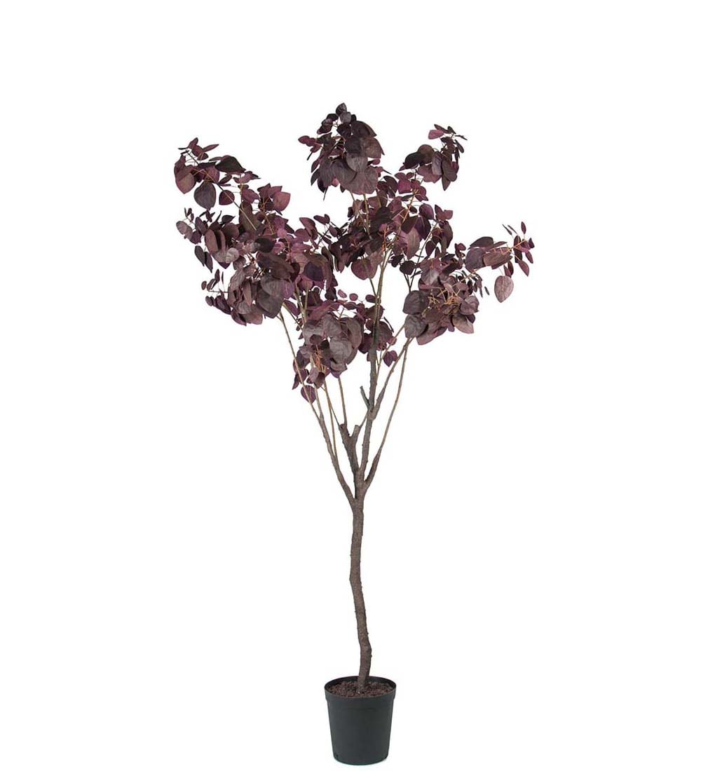 Cotinus