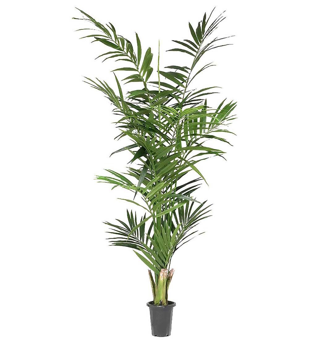 Kentia Palm