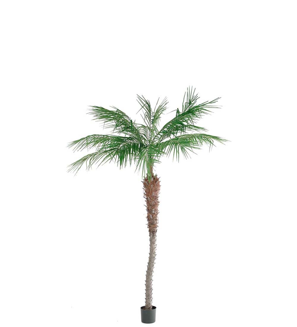 Phoenix Palm