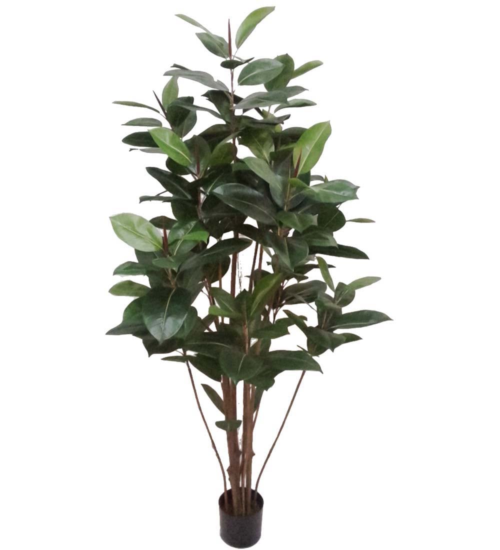 Fikus Robusta