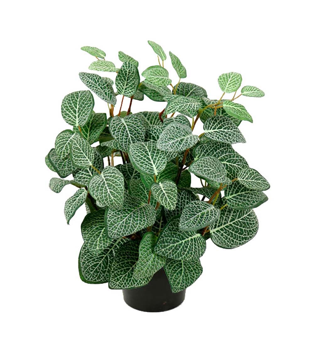 Fittonia