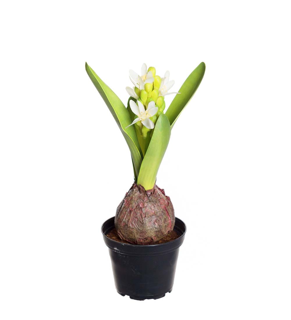 Hyacint