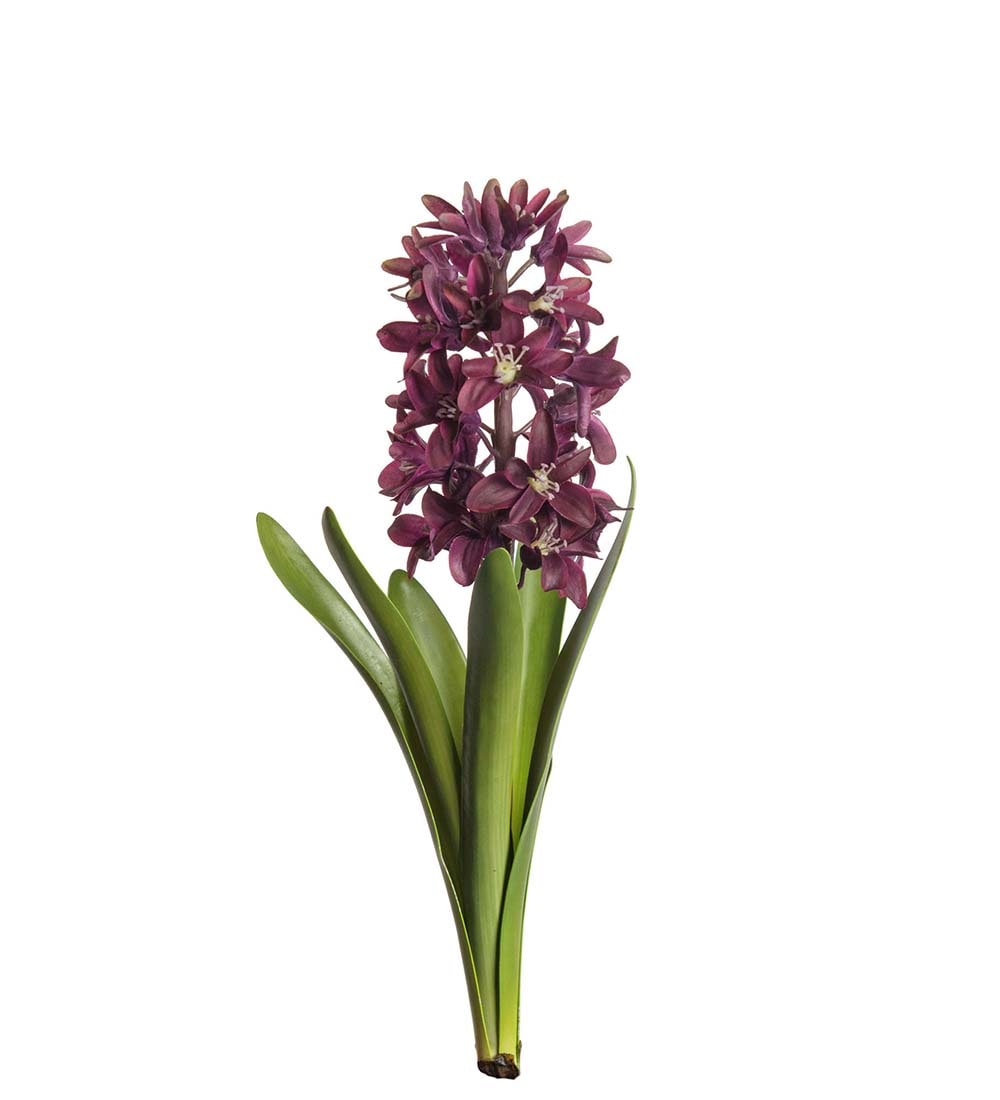 Hyacint