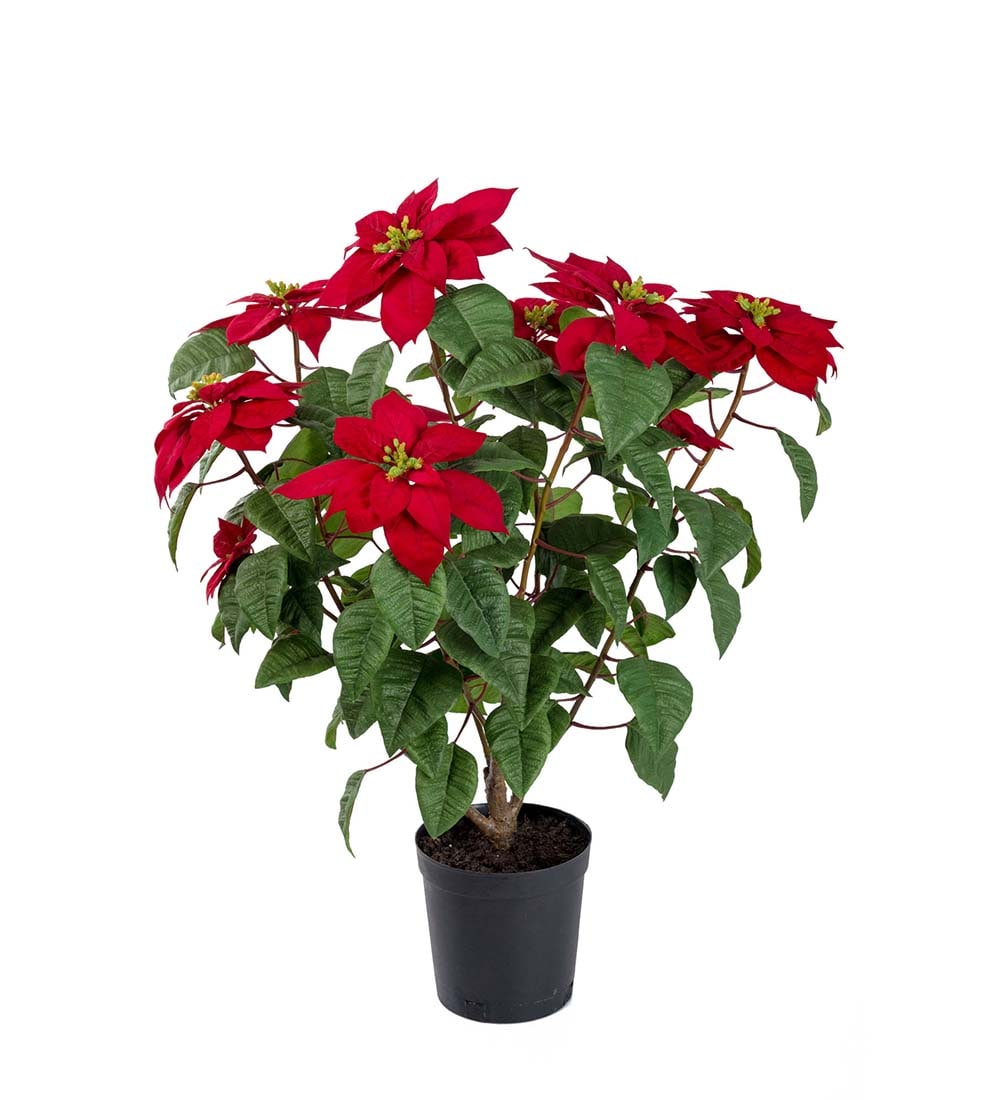 Julstjärna