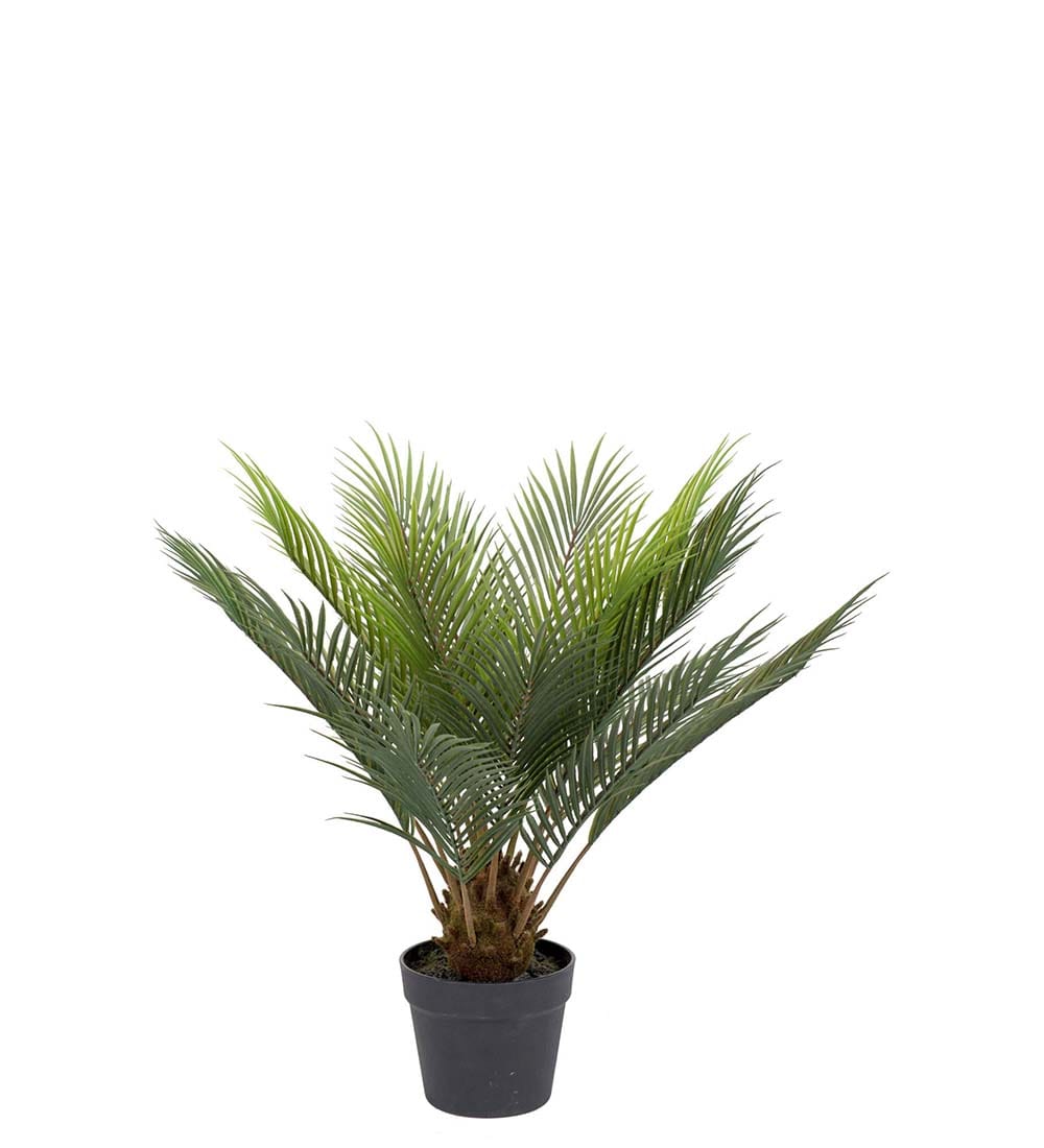 Cycas