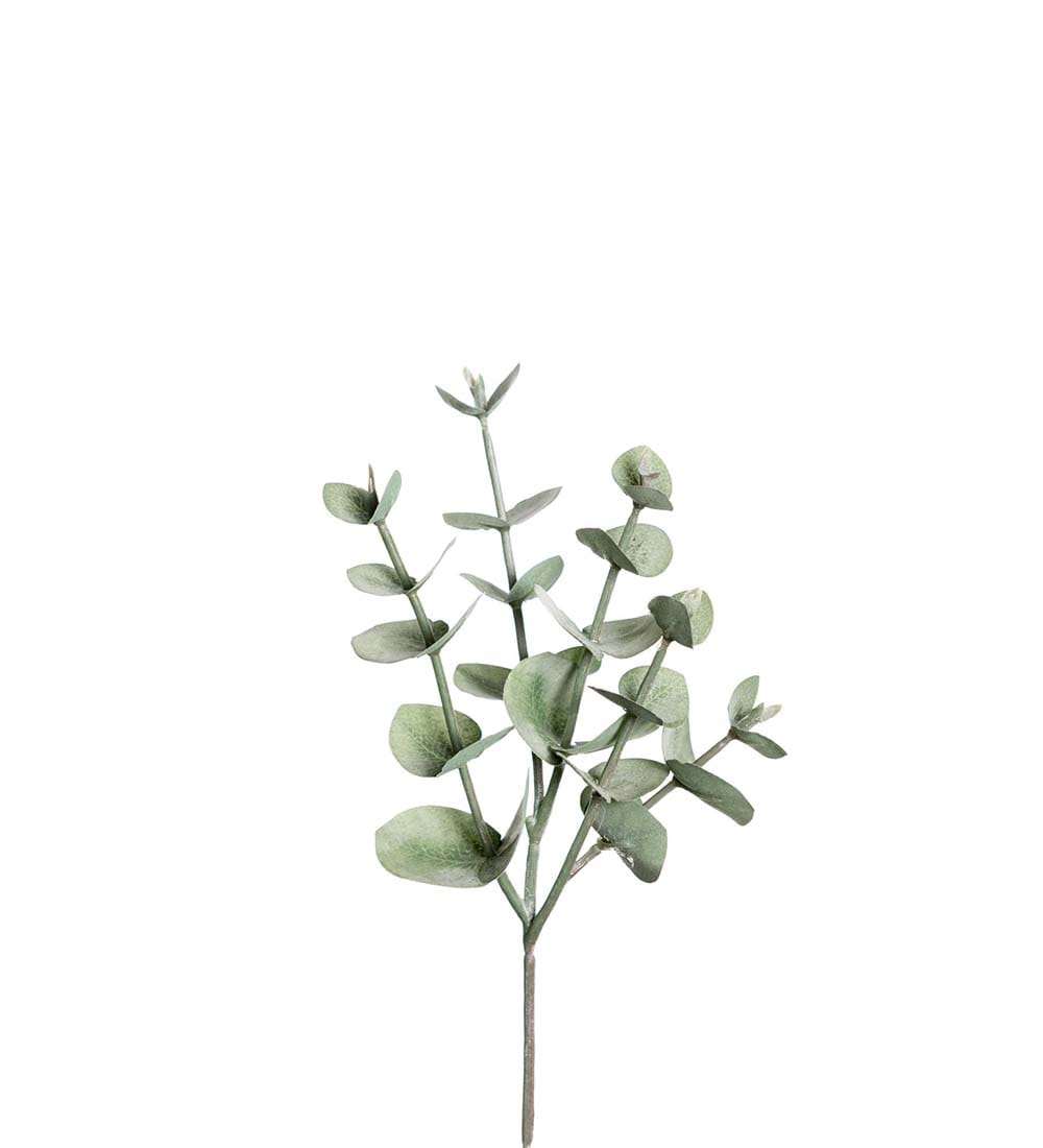 Eucalyptus