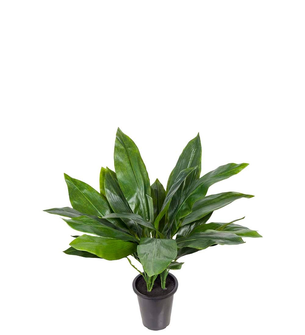 Aspidistra