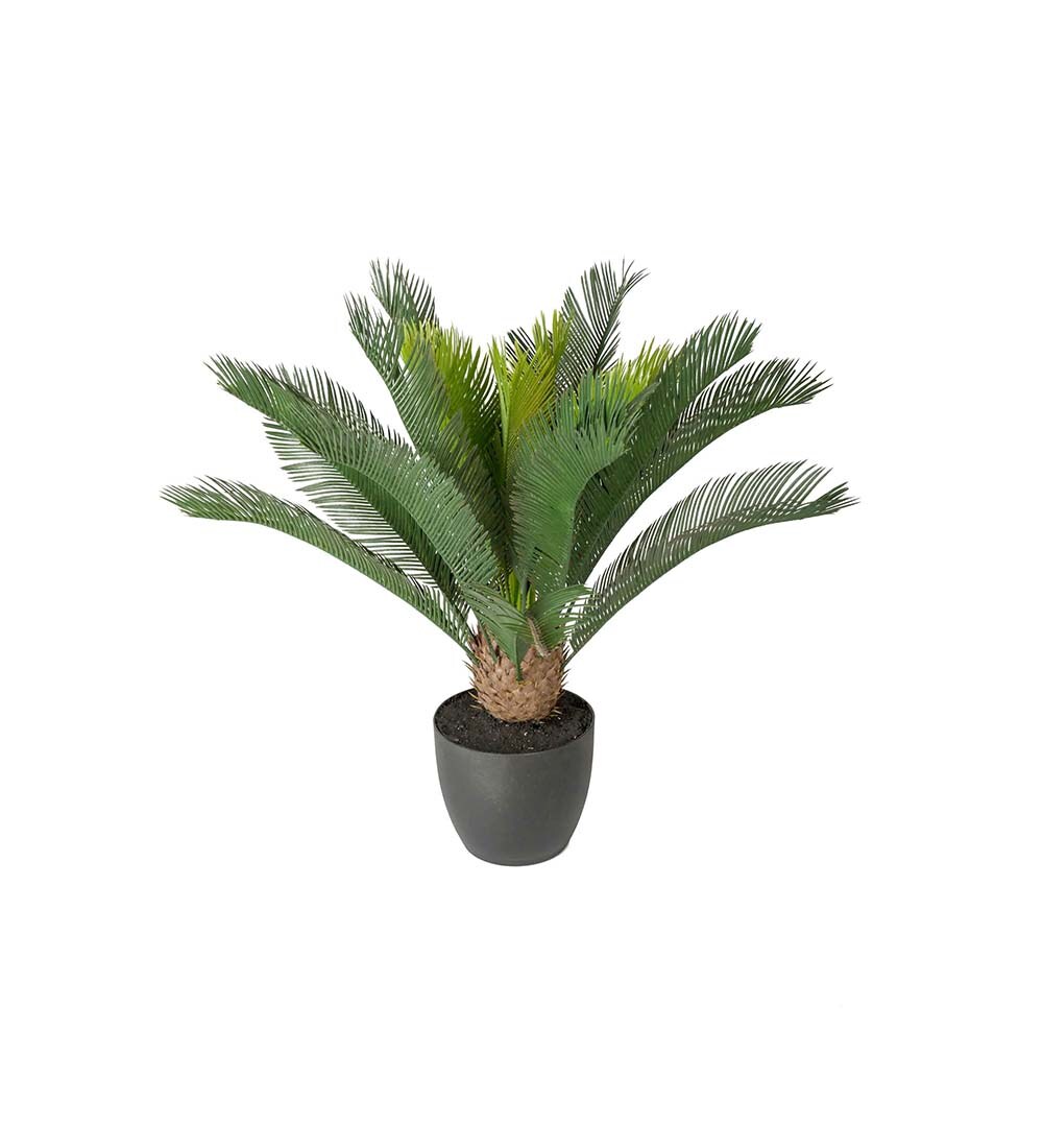 Cycas