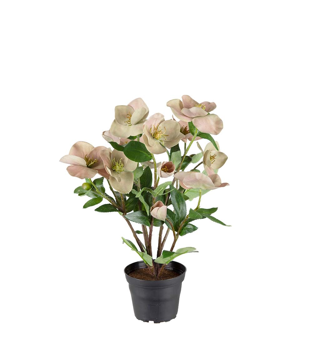 Helleborus i kruka