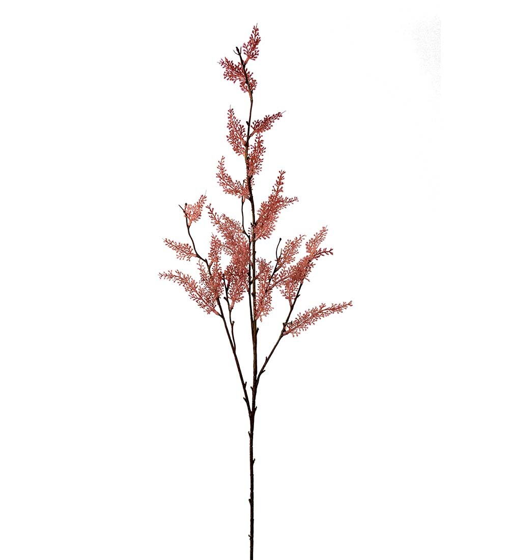 Eucalyptus