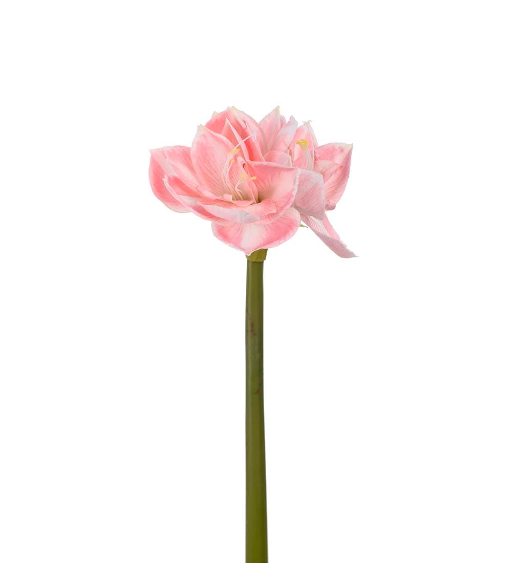 Amaryllis