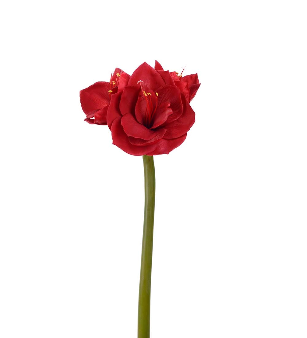 Amaryllis