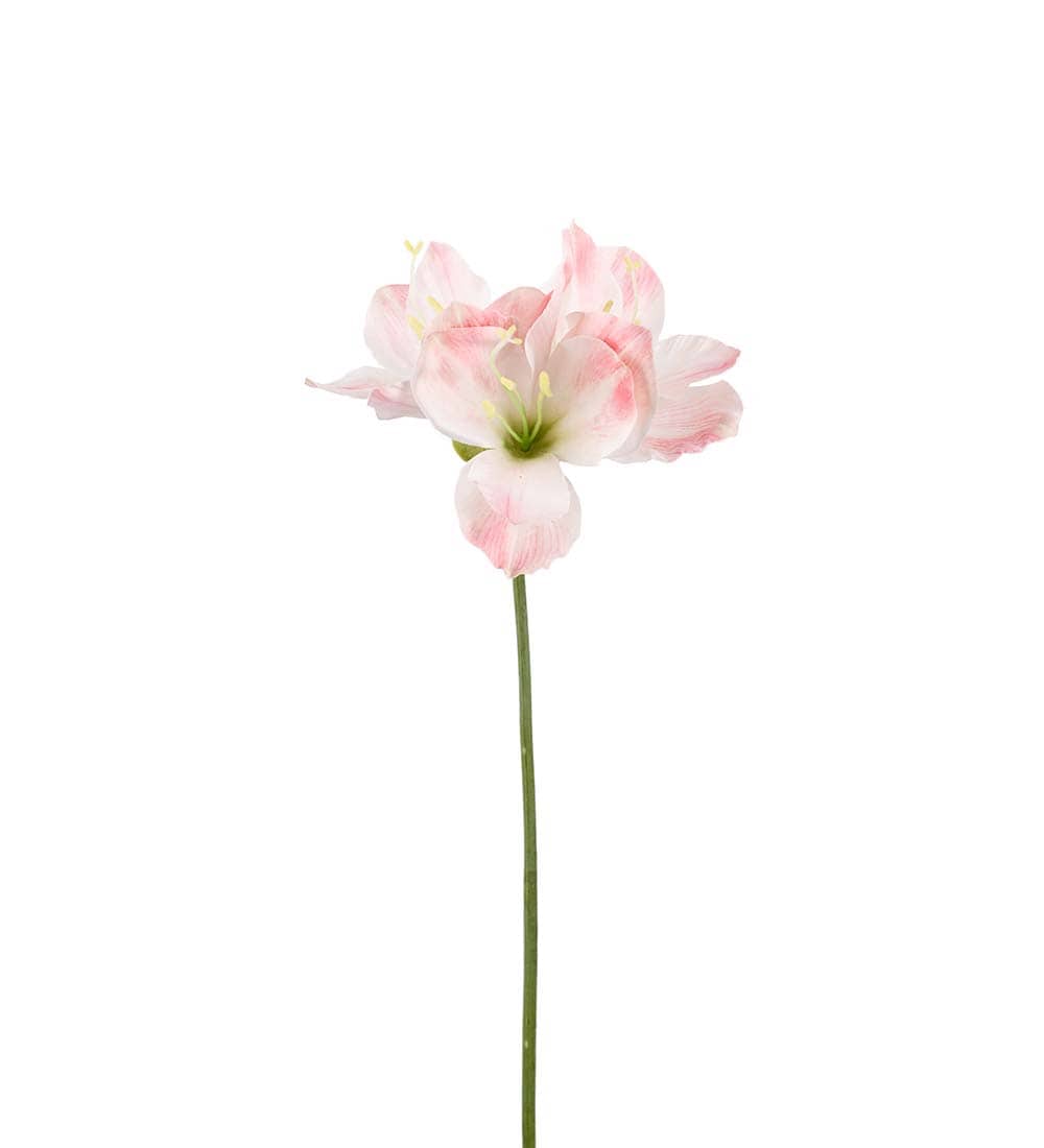 Amaryllis