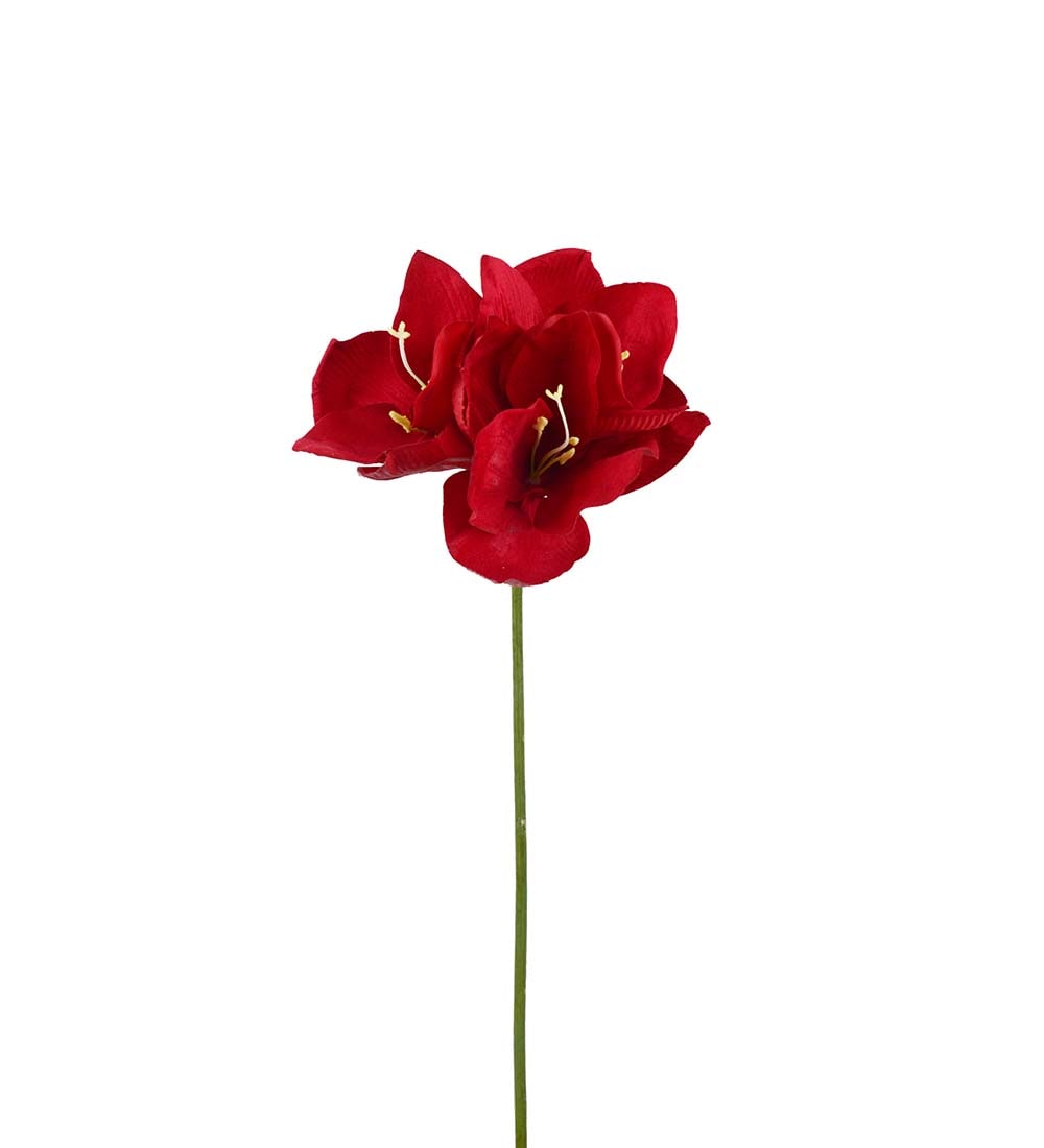 Amaryllis
