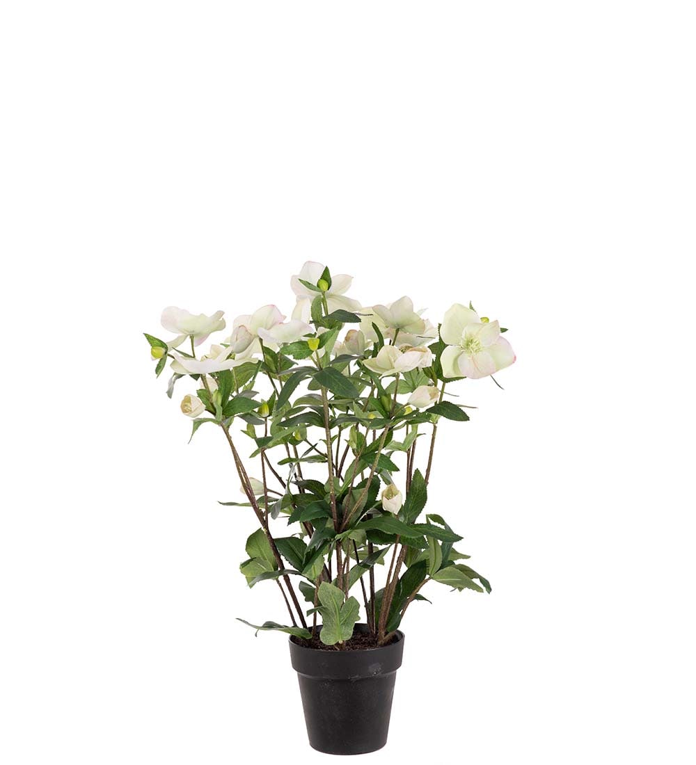 Helleborus i kruka