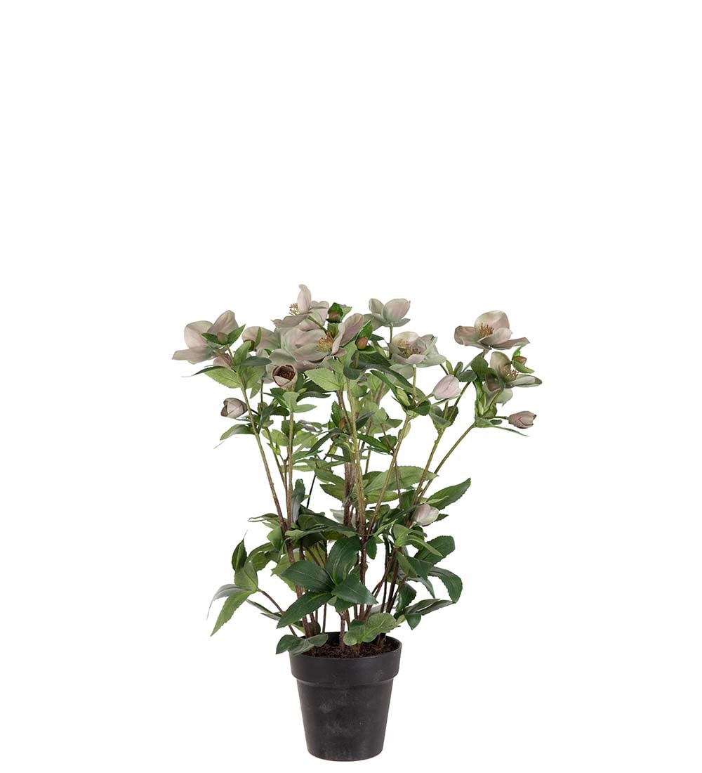 Helleborus i kruka