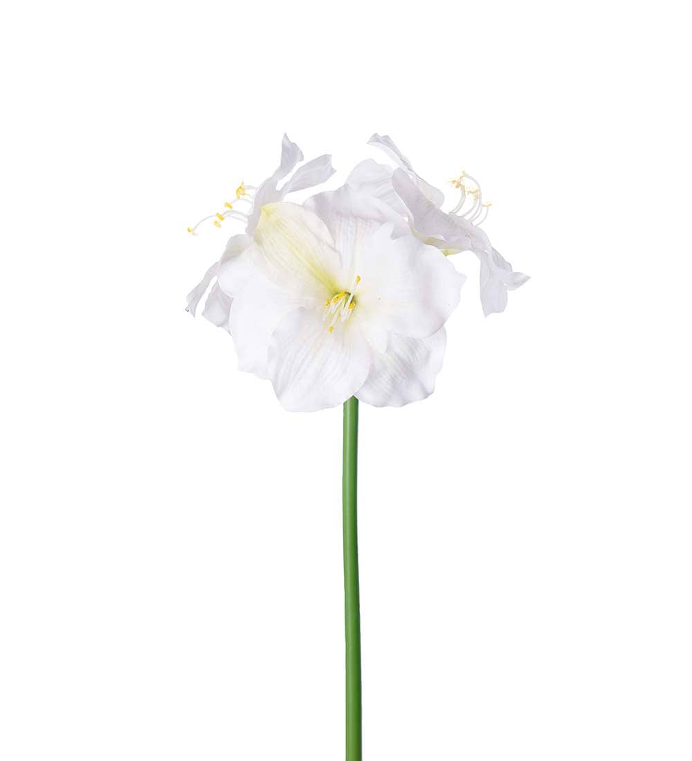 Amaryllis